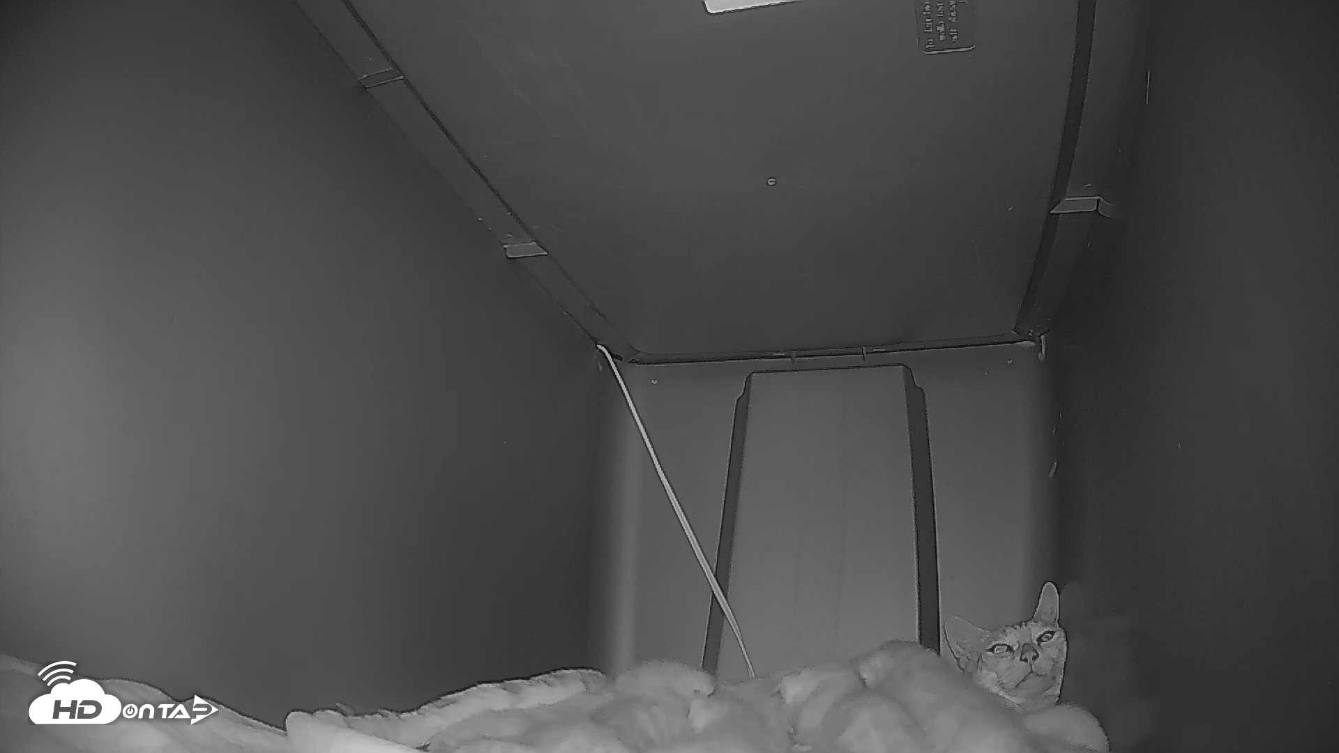 Snapshot of Bengal Cats Live Kitten Cam taken May 2, 2025, 4:41am PDT