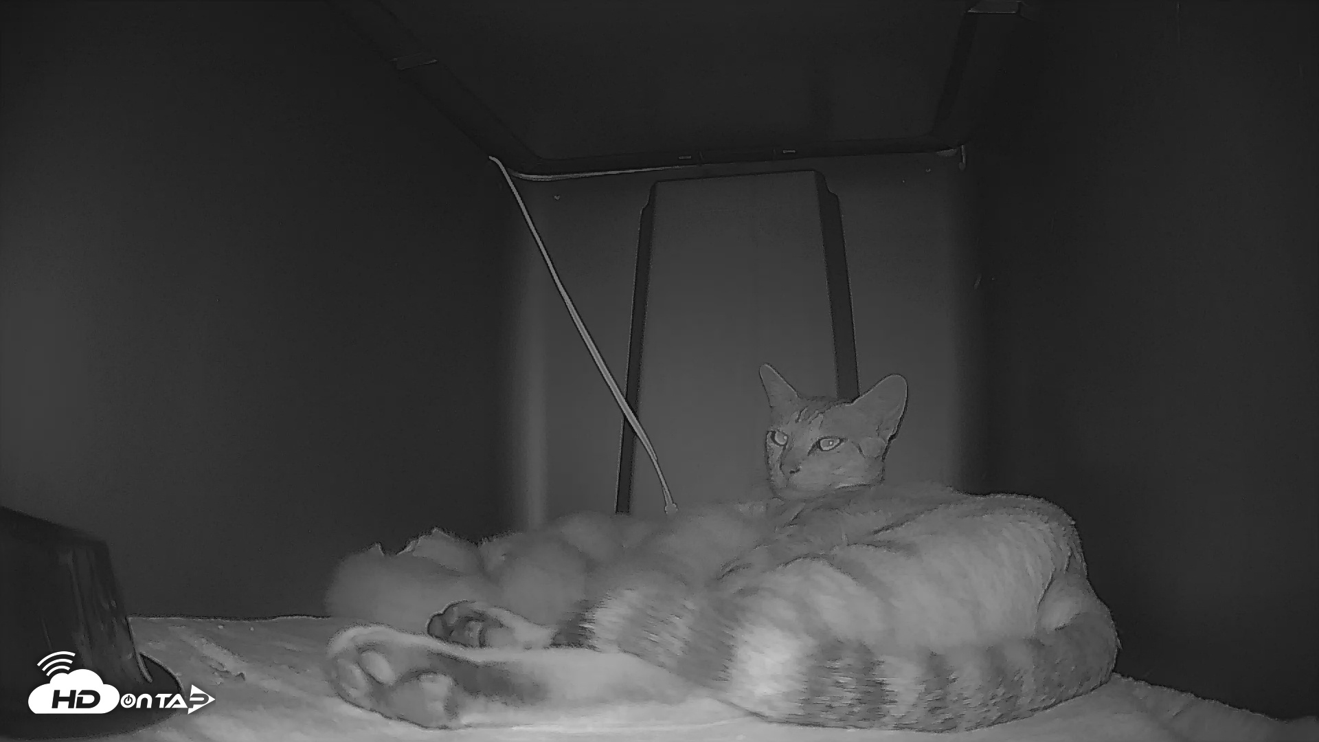 Snapshot of Bengal Cats Live Kitten Cam taken Apr 26, 2025, 7:50pm PDT