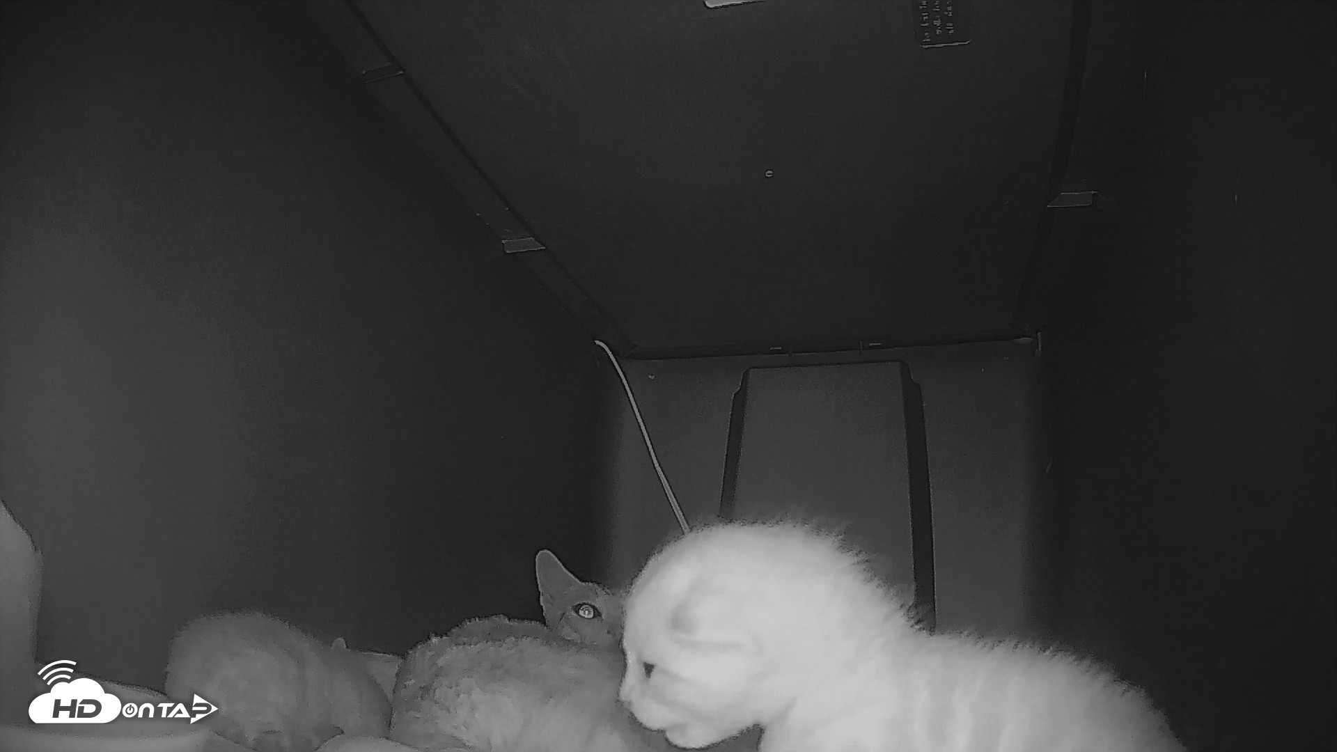 Snapshot of Bengal Cats Live Kitten Cam taken May 2, 2025, 7:59am PDT