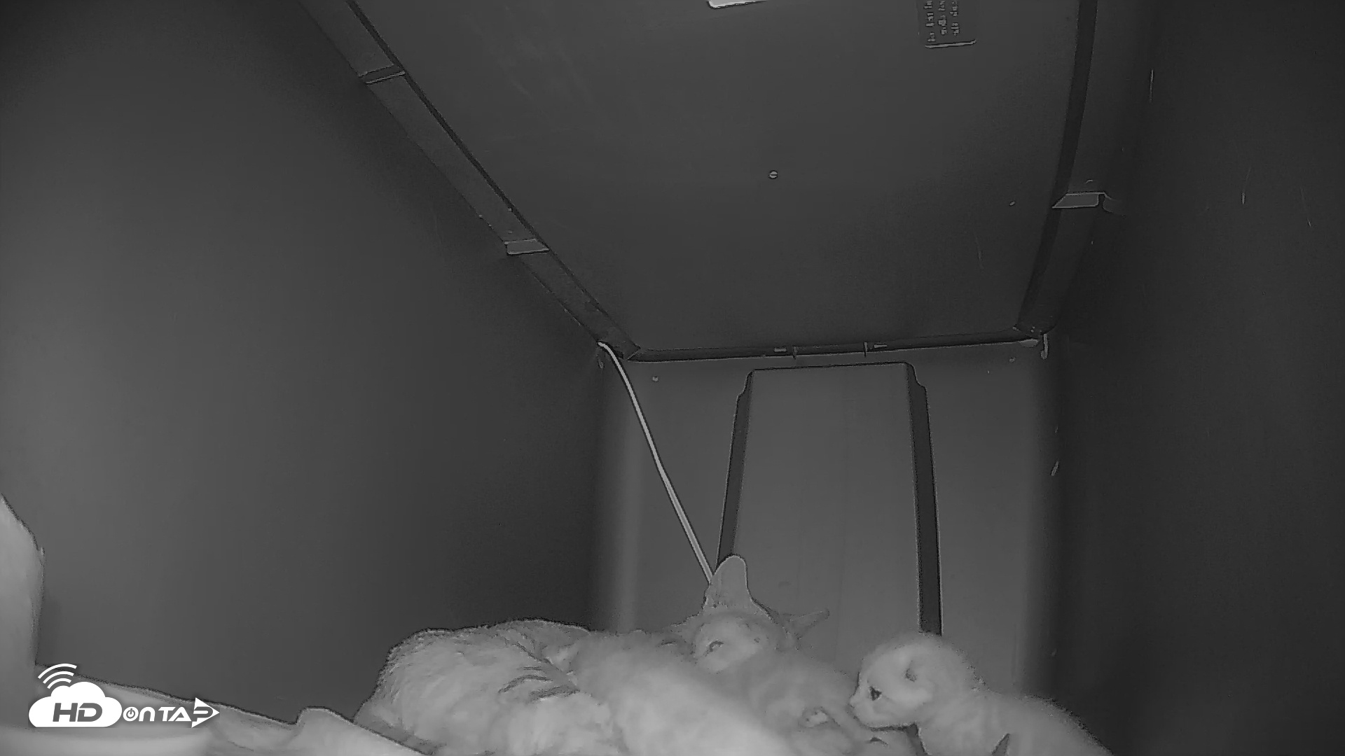 Snapshot of Bengal Cats Live Kitten Cam taken May 2, 2025, 7:22am PDT