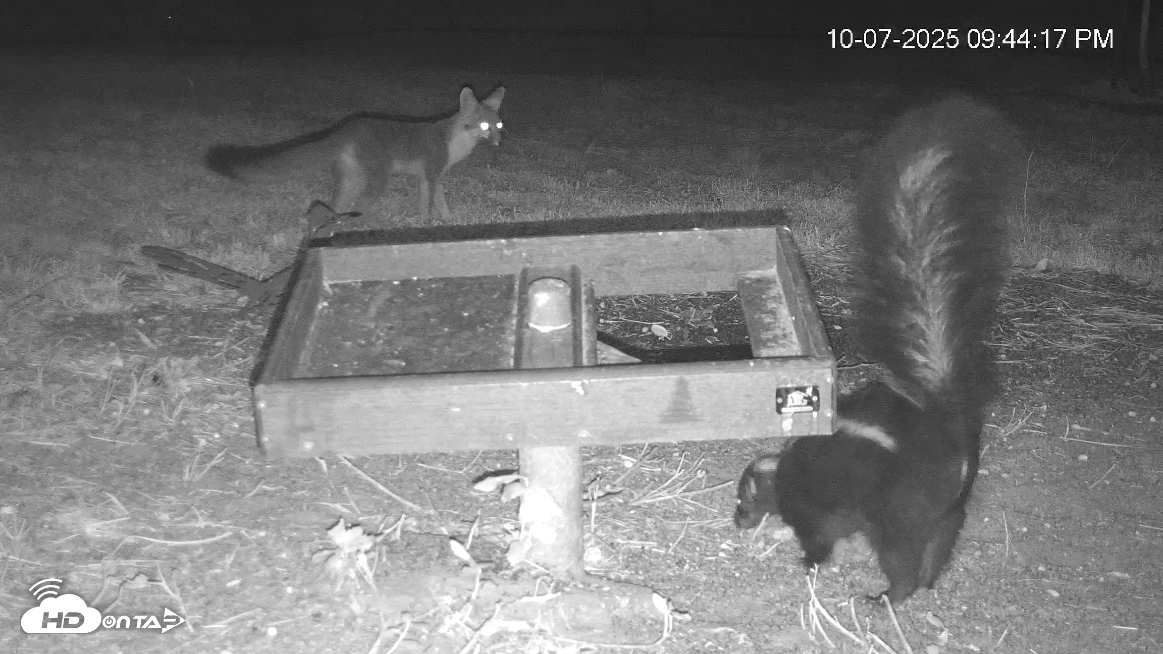 Snapshot of Texas Game & Ground Feeder Live Webcam taken Oct 7, 2025, 9:46pm CDT