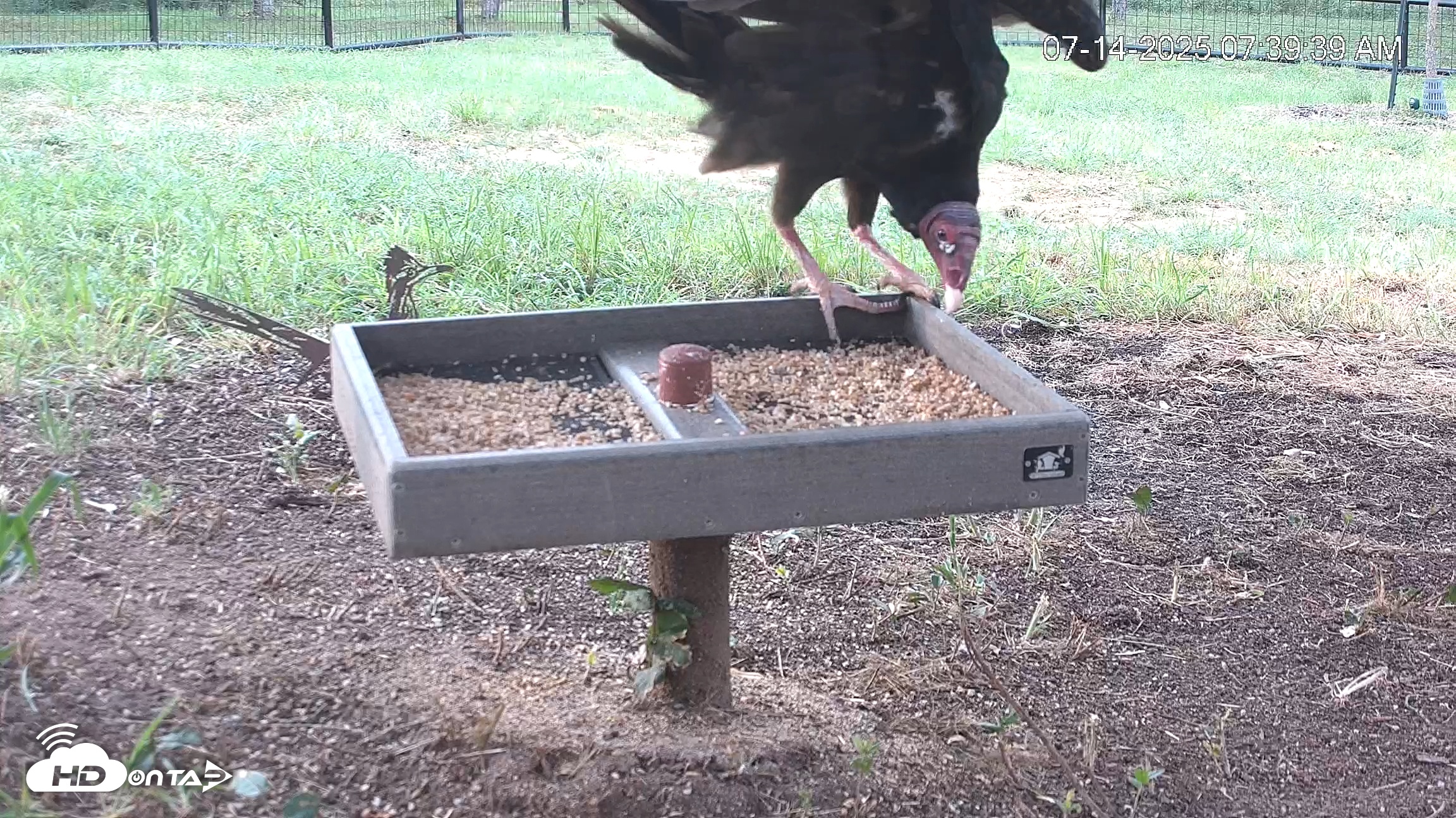 Snapshot of Texas Game & Ground Feeder Live Webcam taken Jul 14, 2025, 7:41am CDT
