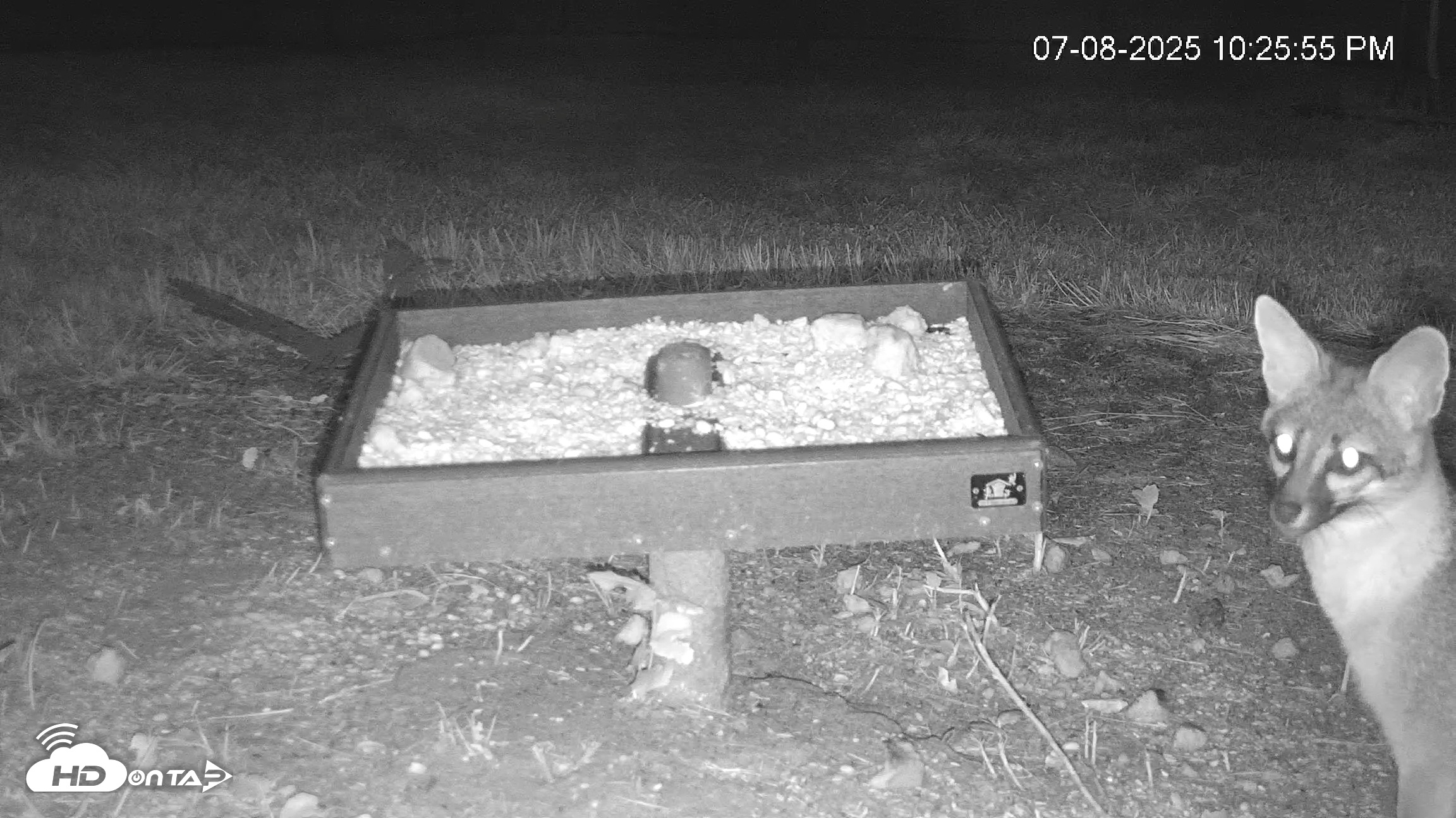 Snapshot of Texas Game & Ground Feeder Live Webcam taken Jul 8, 2025, 10:27pm CDT