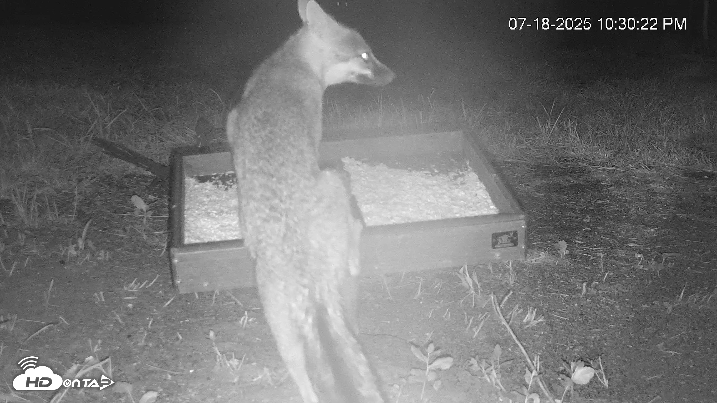 Snapshot of Texas Game & Ground Feeder Live Webcam taken Jul 18, 2025, 10:32pm CDT