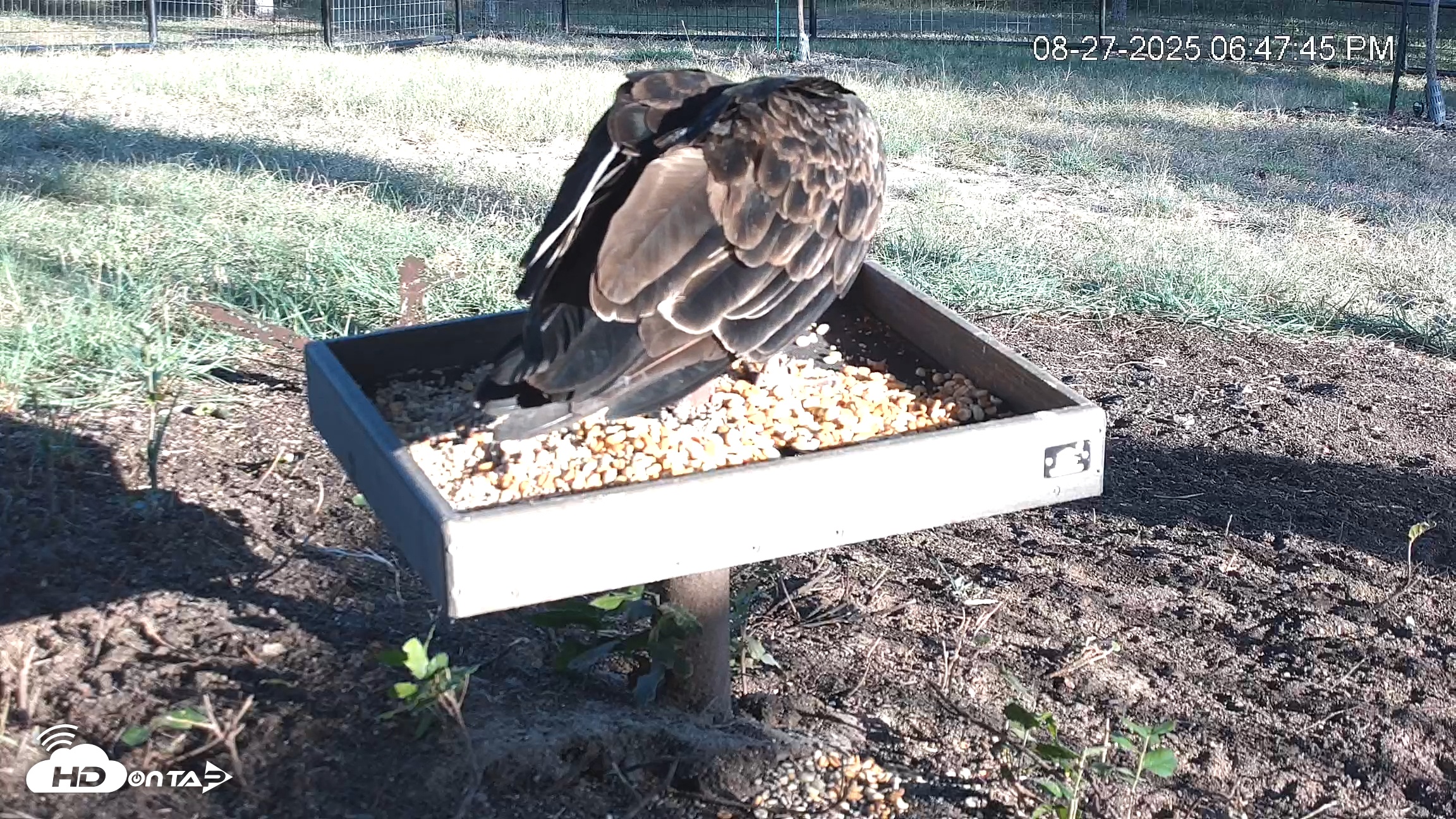 Snapshot of Texas Game & Ground Feeder Live Webcam taken Aug 27, 2025, 6:49pm CDT