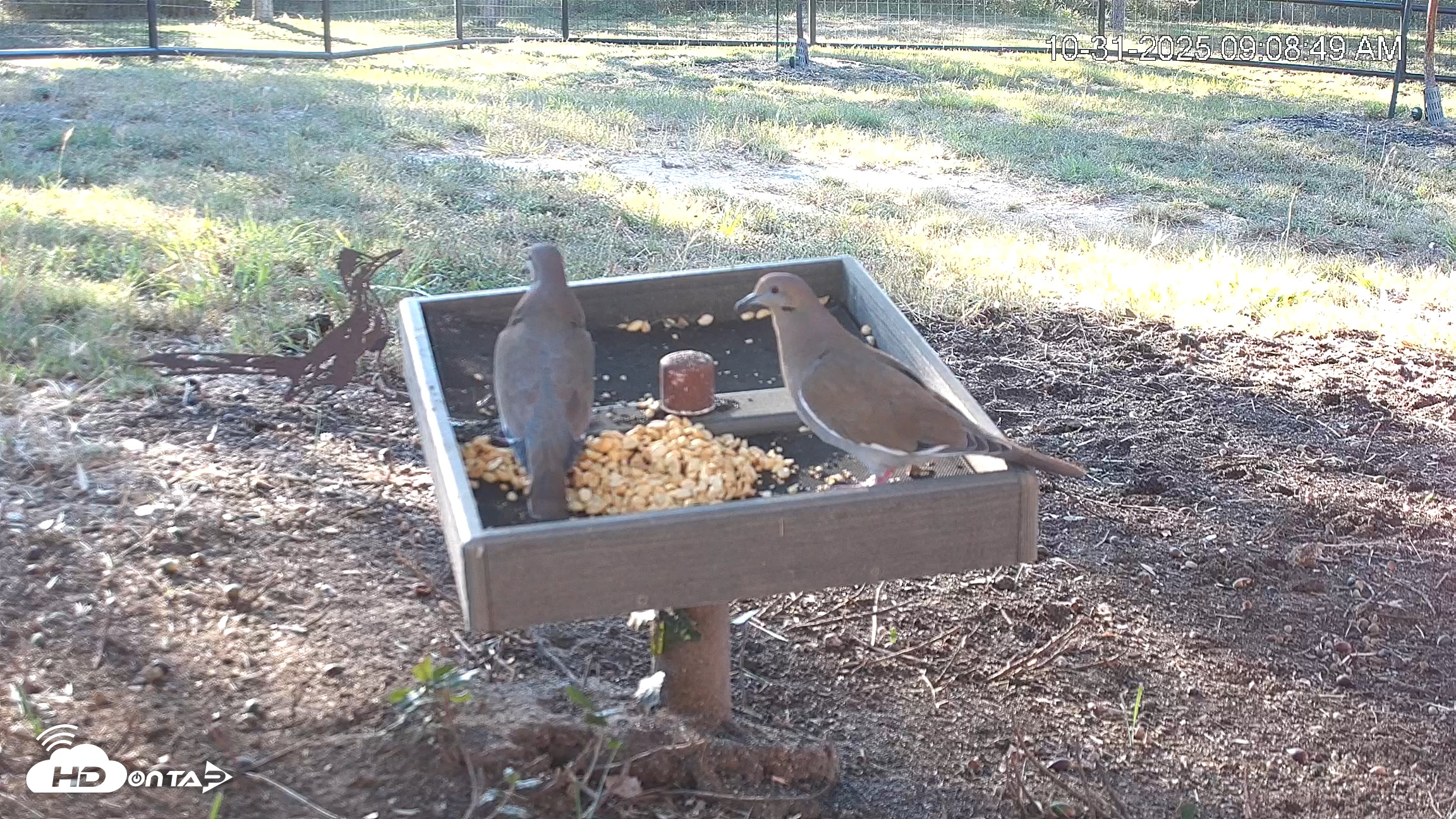 Snapshot of Texas Game & Ground Feeder Live Webcam taken Oct 31, 2025, 9:10am CDT