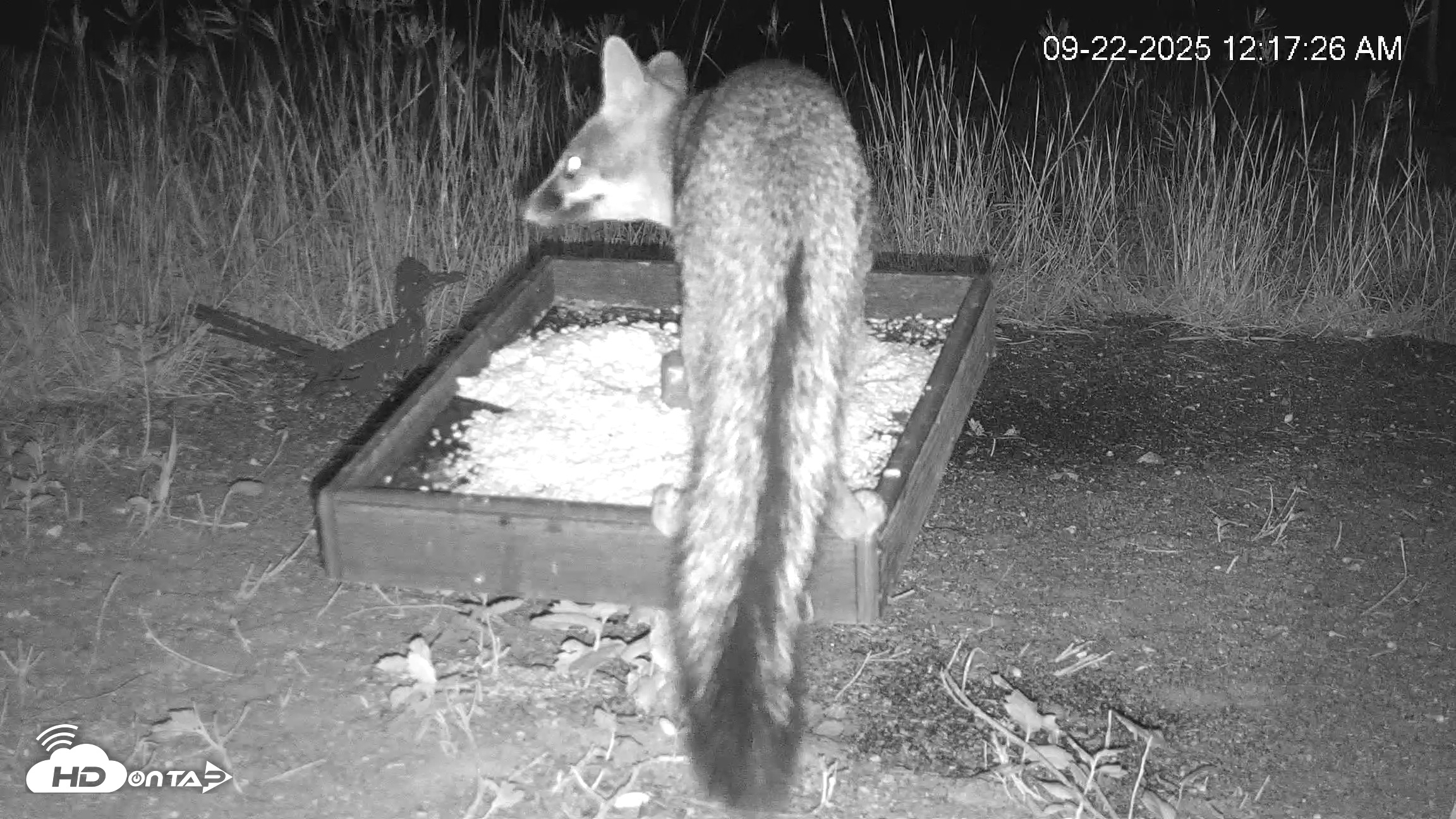 Snapshot of Texas Game & Ground Feeder Live Webcam taken Sep 22, 2025, 12:18am CDT