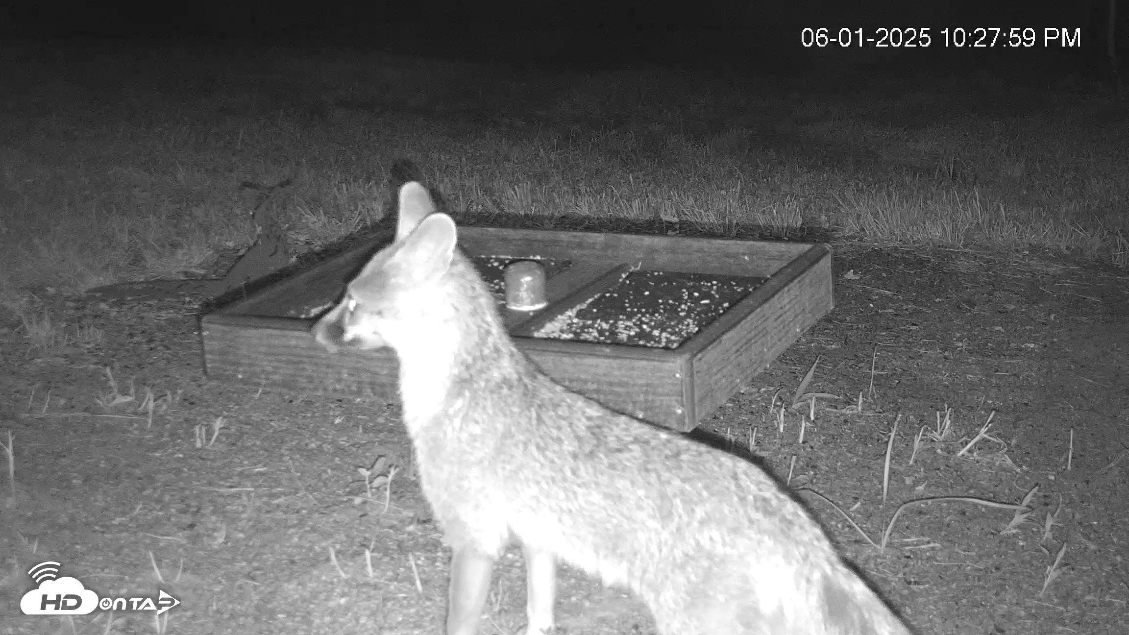 Snapshot of Texas Game & Ground Feeder Live Webcam taken Jun 1, 2025, 10:29pm CDT