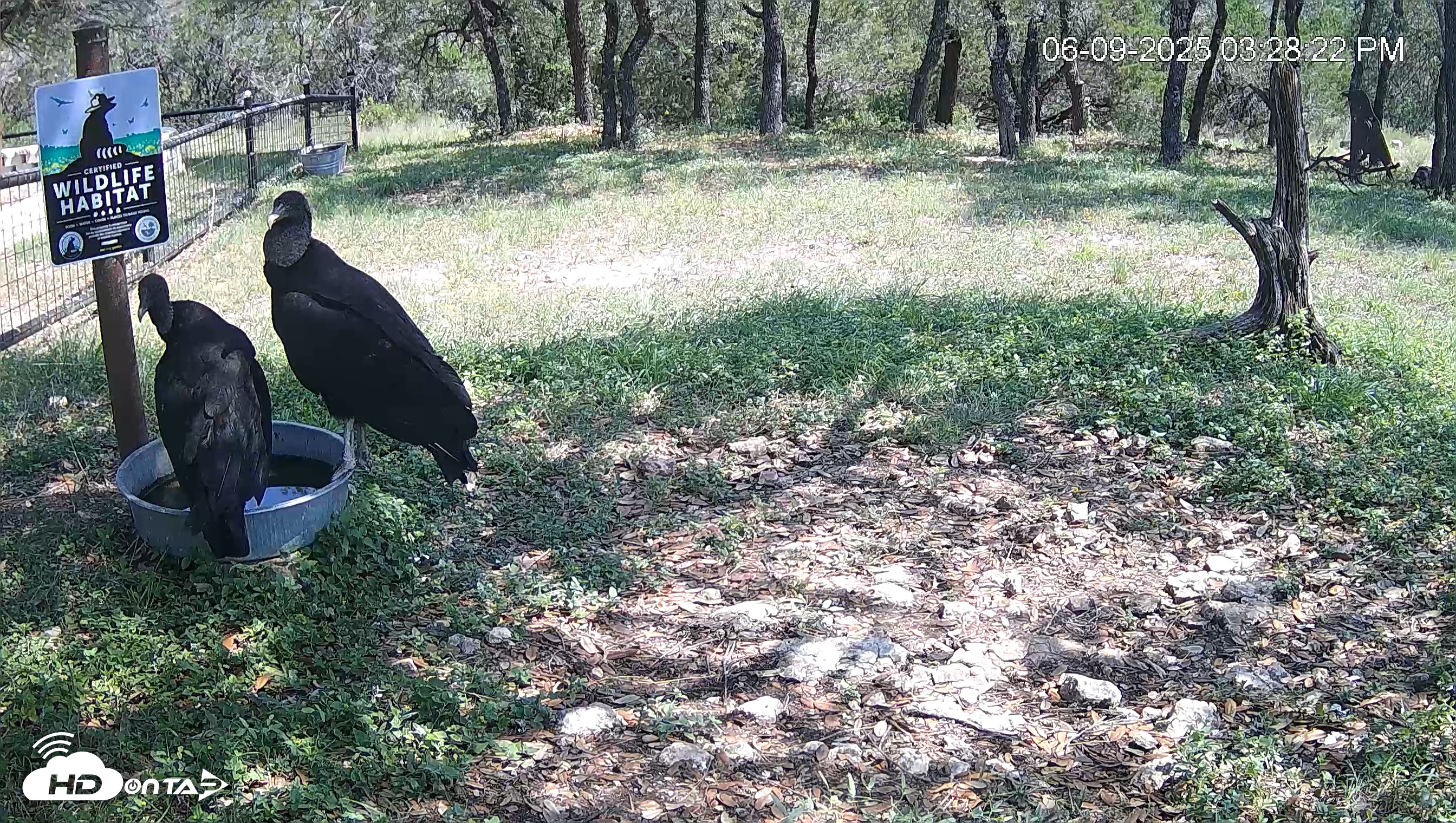 Snapshot of Texas Game & Ground Feeder Live Webcam taken Jun 9, 2025, 3:28pm CDT