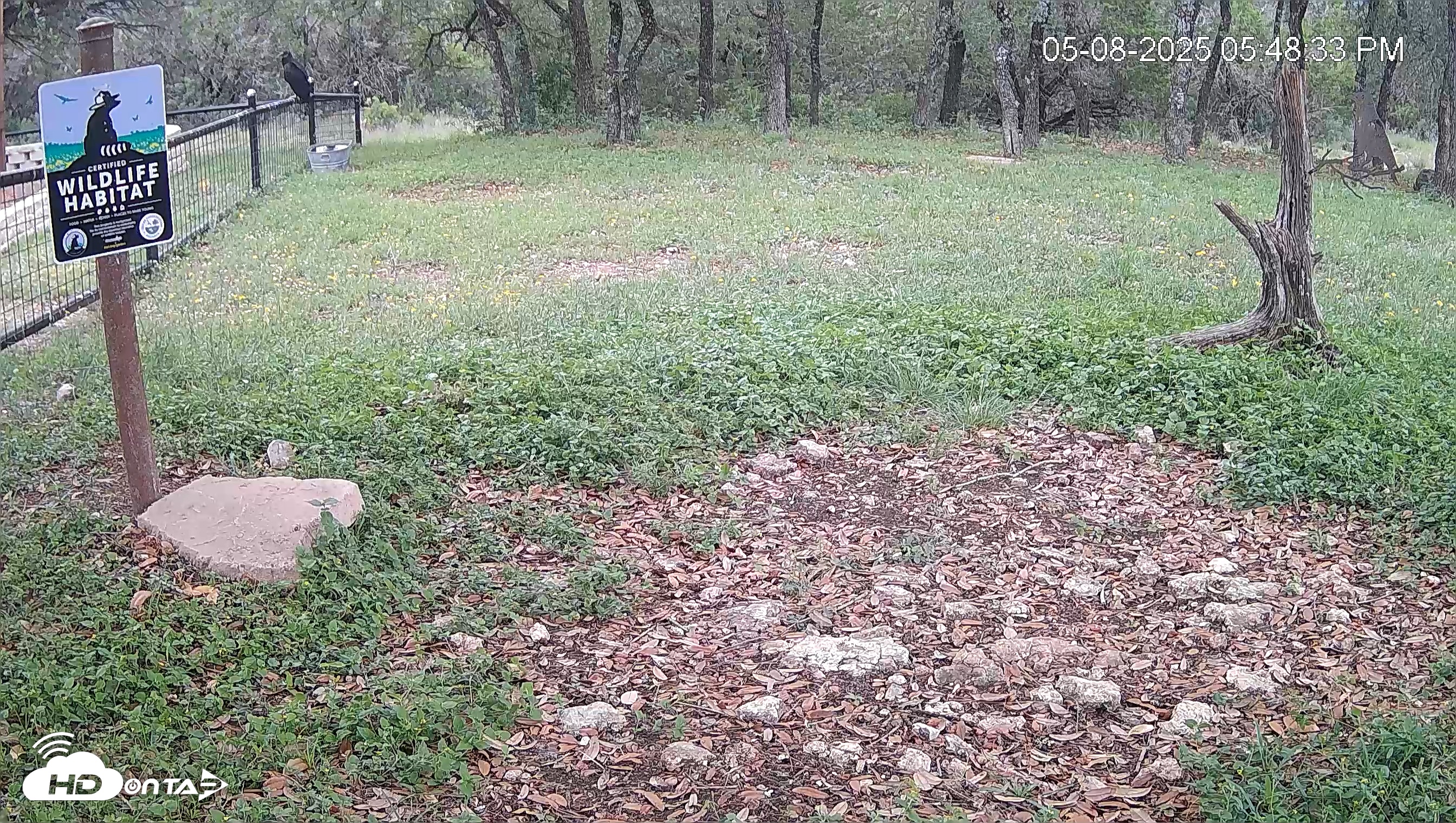 Snapshot of Texas Game & Ground Feeder Live Webcam taken May 8, 2025, 5:49pm CDT