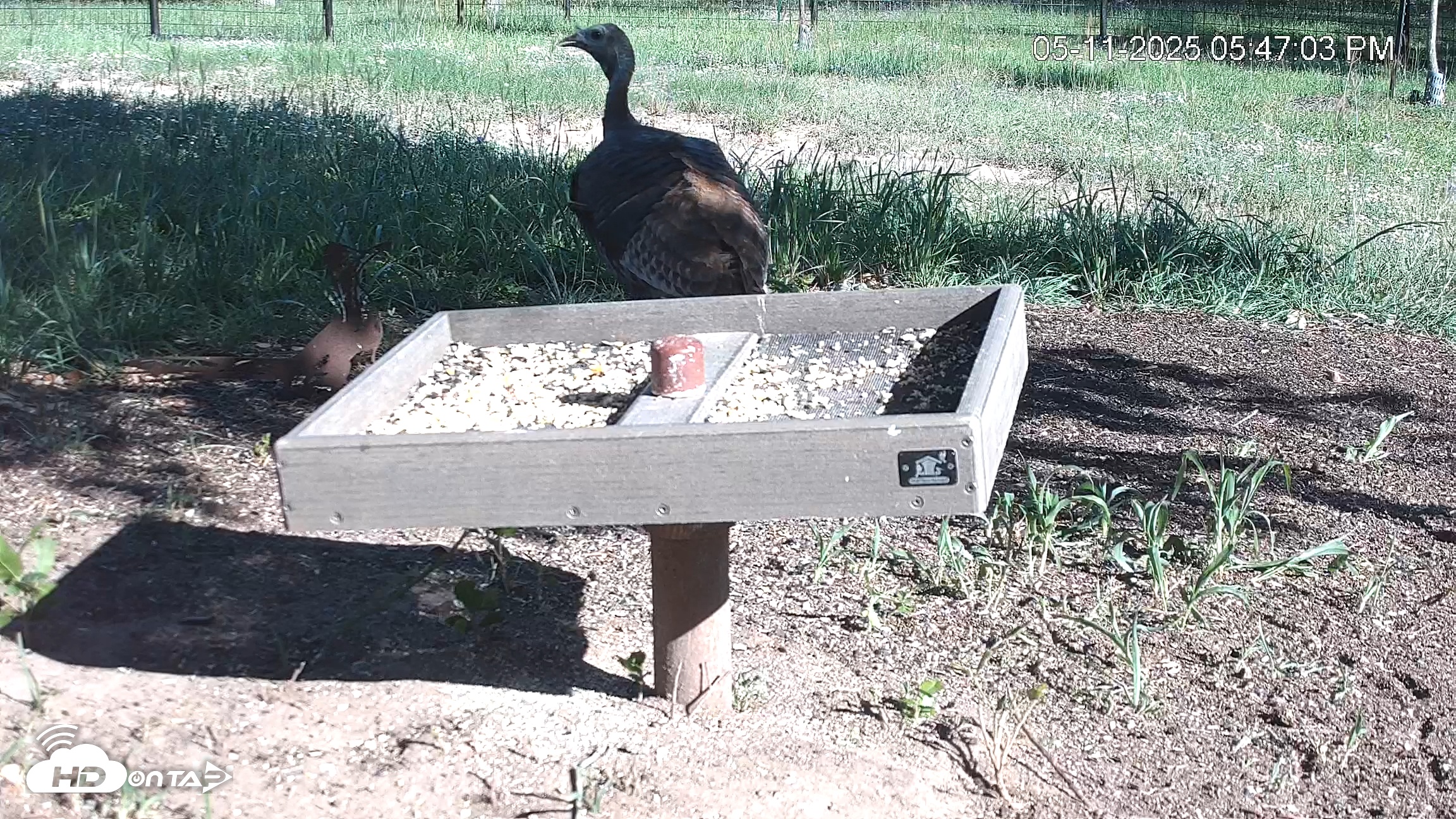 Snapshot of Texas Game & Ground Feeder Live Webcam taken May 11, 2025, 5:47pm CDT