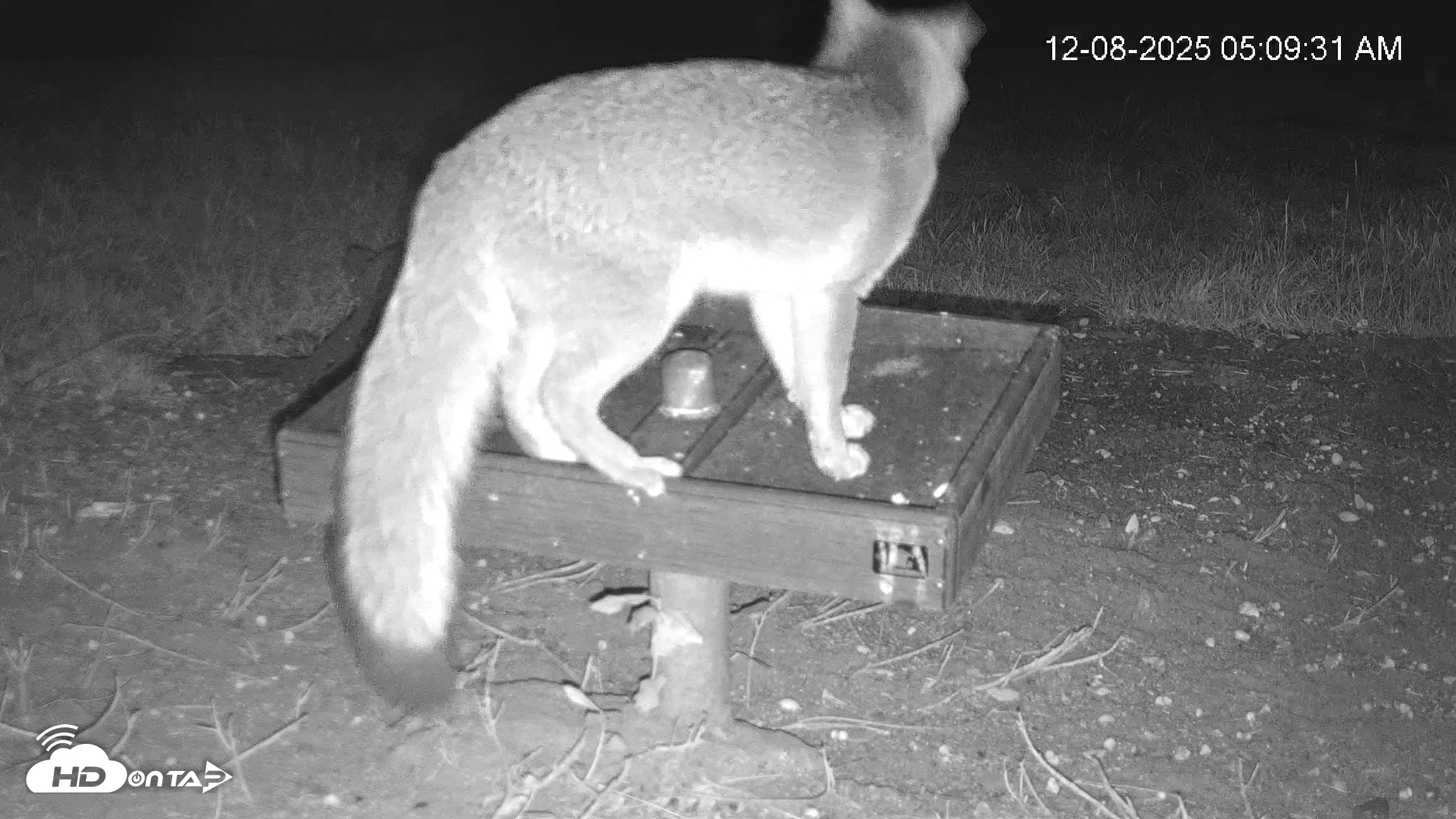 Snapshot of Texas Game & Ground Feeder Live Webcam taken Dec 8, 2025, 5:10am CST