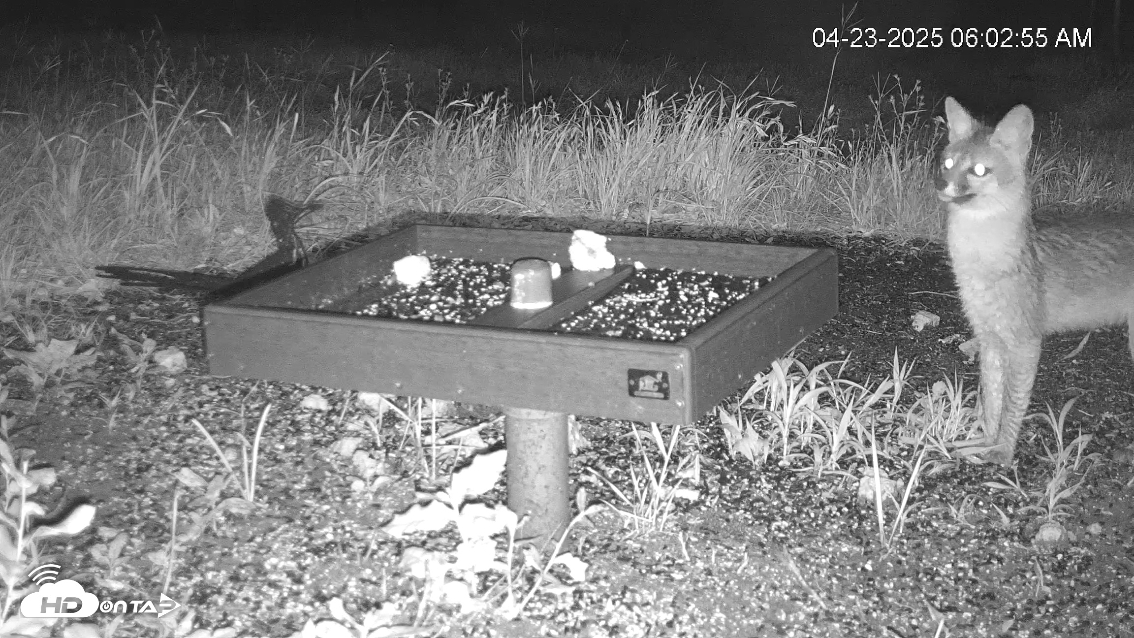Snapshot of Texas Game & Ground Feeder Live Webcam taken Apr 23, 2025, 6:04am CDT