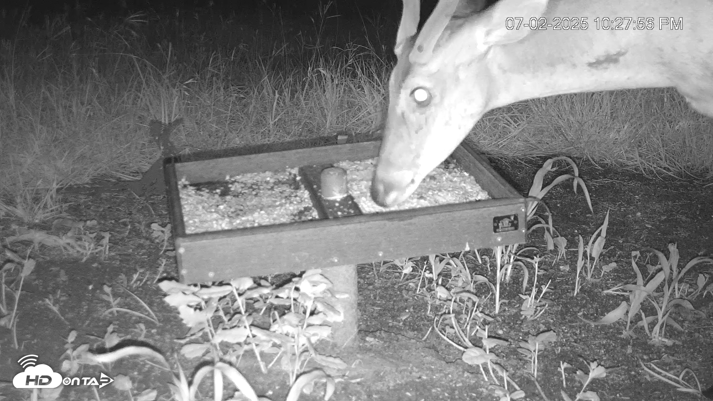 Snapshot of Texas Game & Ground Feeder Live Webcam taken Jul 2, 2025, 10:30pm CDT