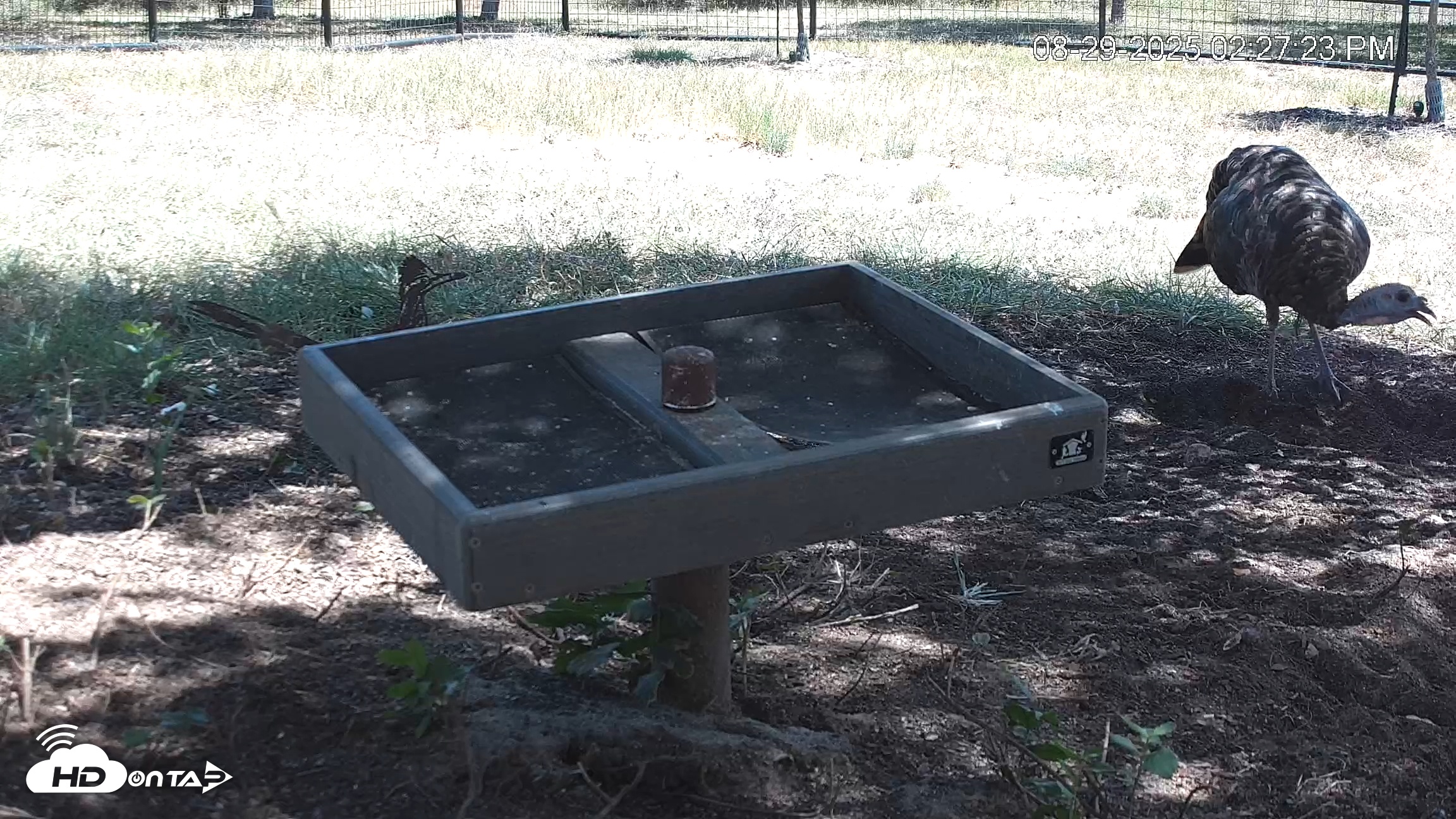 Snapshot of Texas Game & Ground Feeder Live Webcam taken Aug 29, 2025, 2:28pm CDT