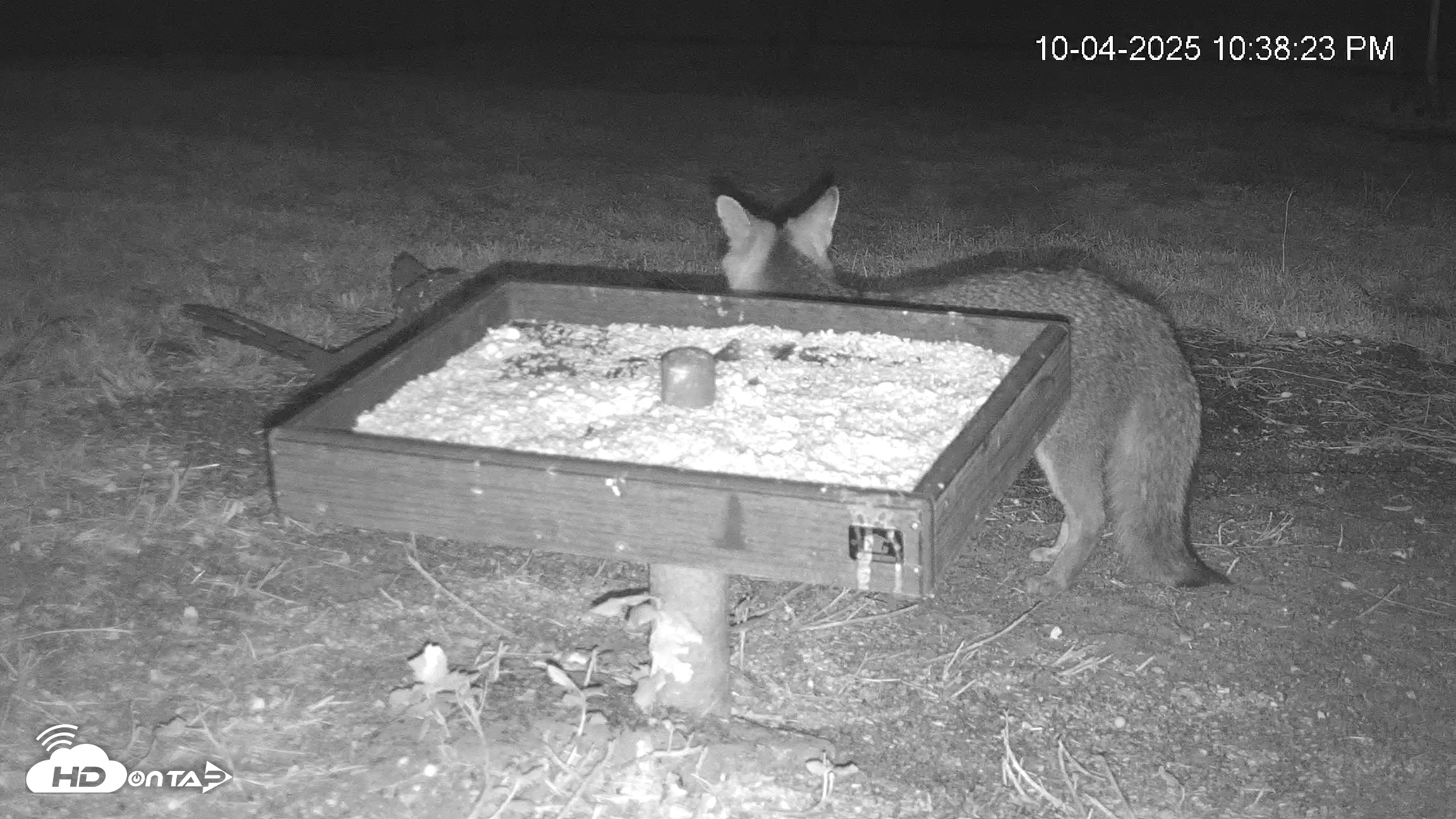 Snapshot of Texas Game & Ground Feeder Live Webcam taken Oct 4, 2025, 10:39pm CDT
