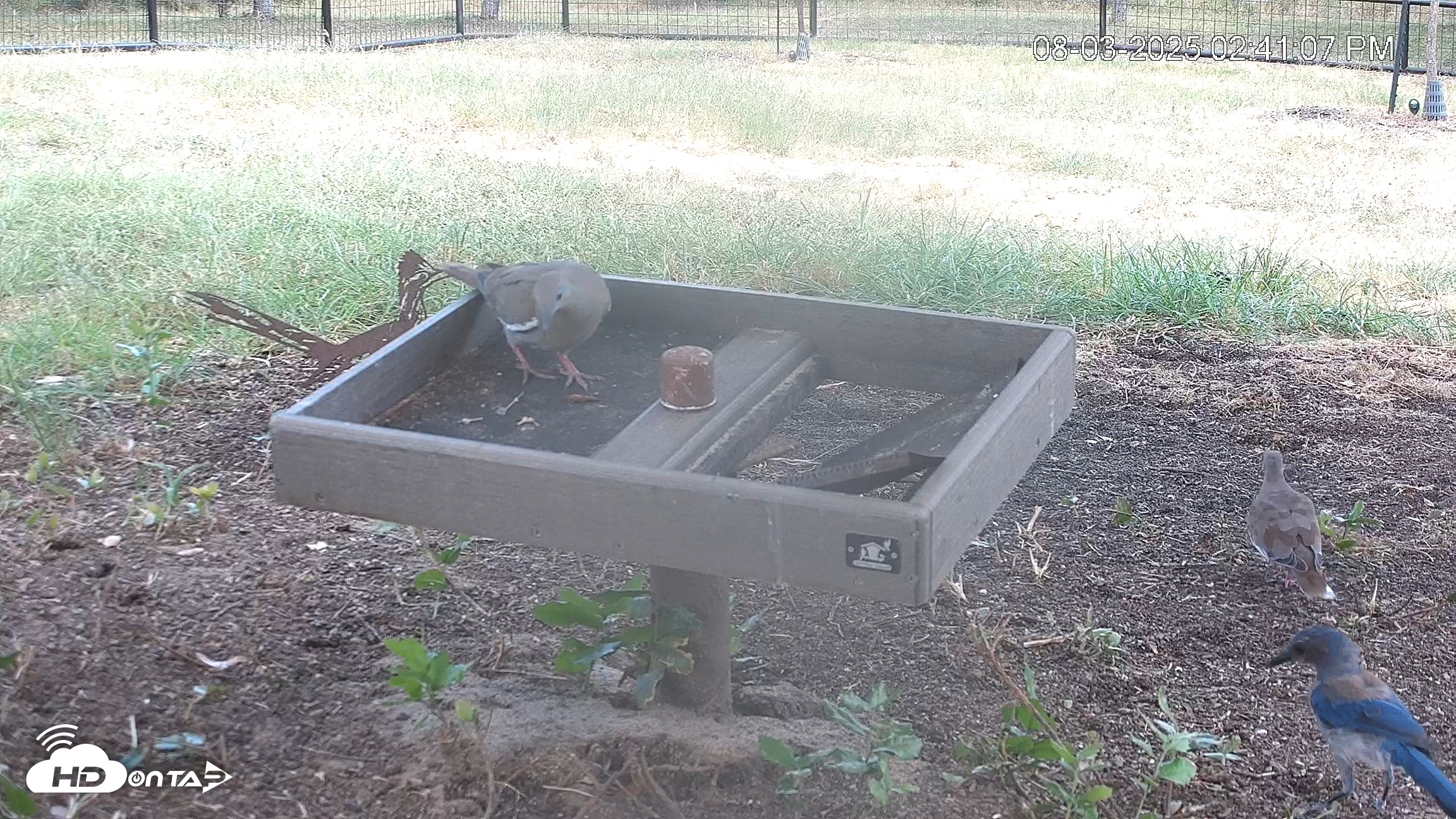 Snapshot of Texas Game & Ground Feeder Live Webcam taken Aug 3, 2025, 2:42pm CDT