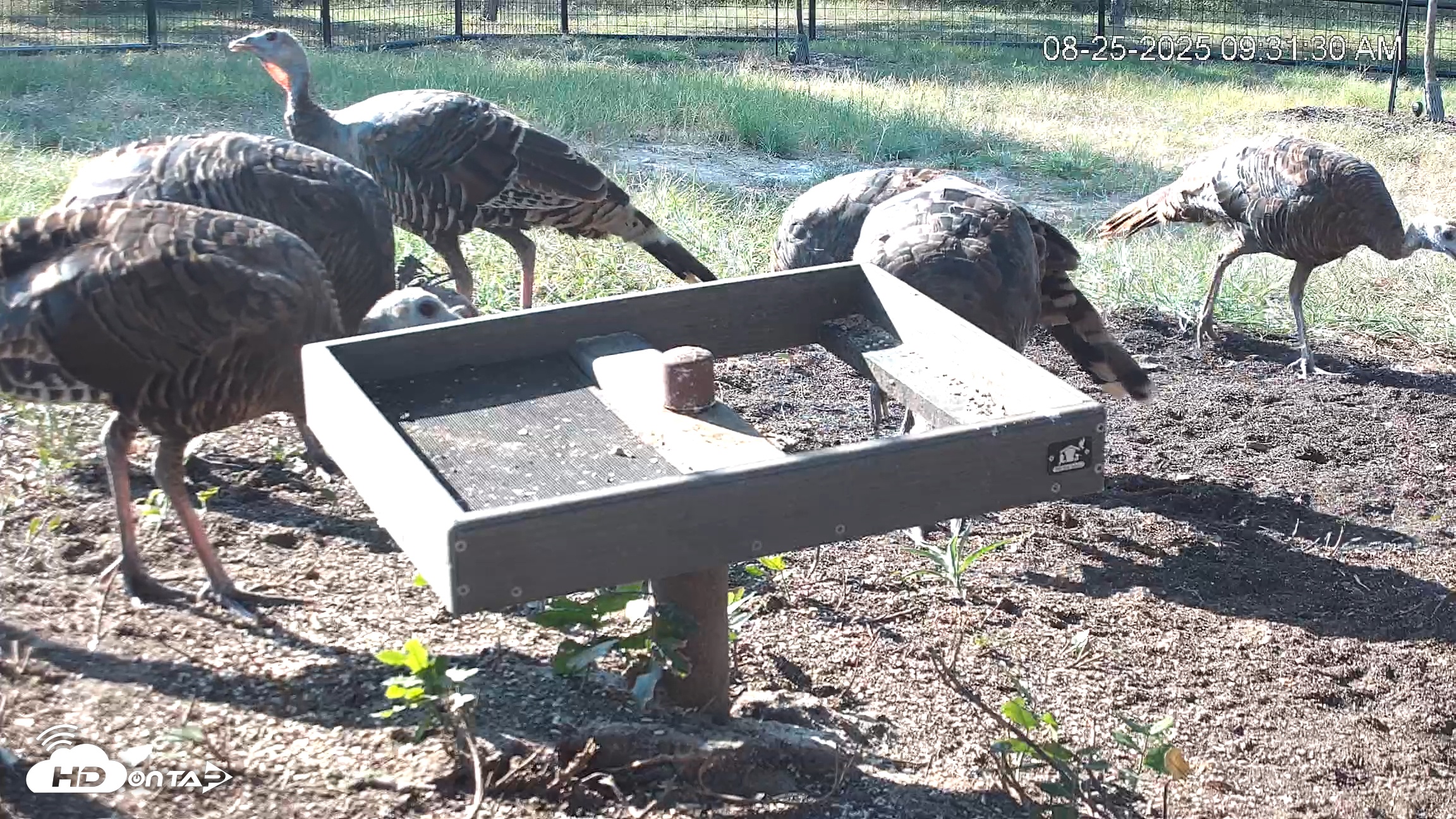 Snapshot of Texas Game & Ground Feeder Live Webcam taken Aug 25, 2025, 9:32am CDT