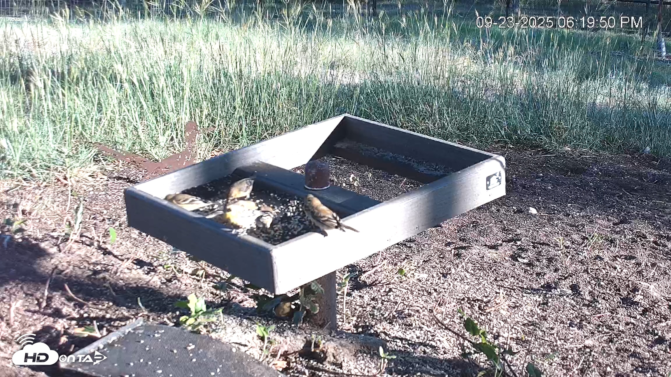 Snapshot of Texas Game & Ground Feeder Live Webcam taken Sep 23, 2025, 6:21pm CDT