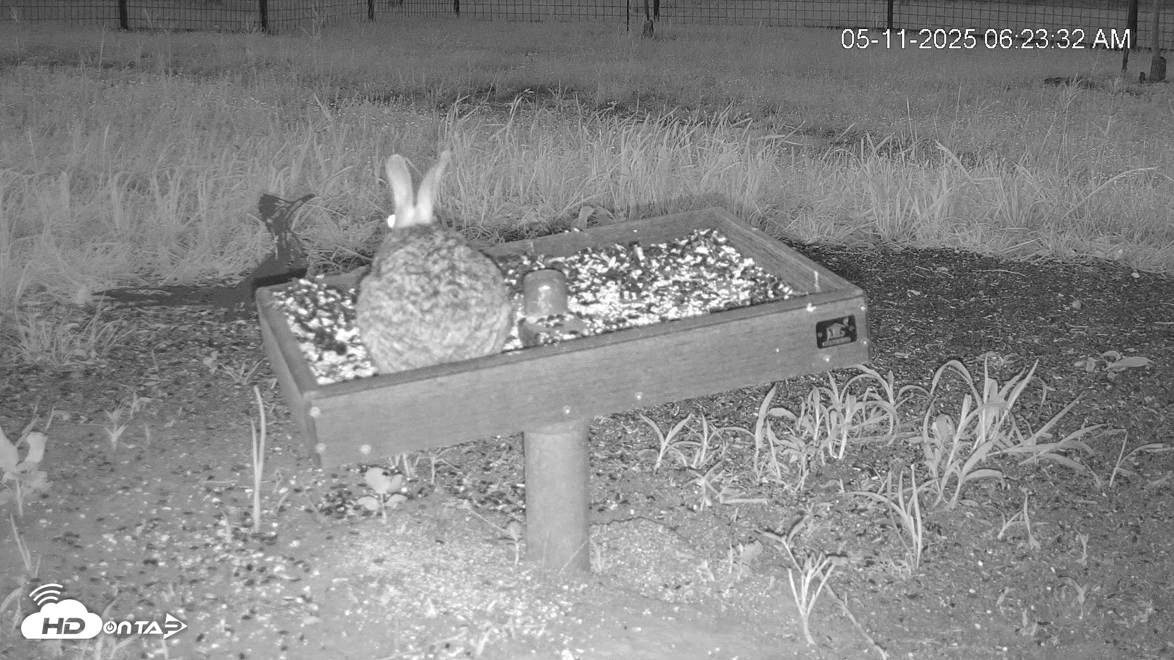Snapshot of Texas Game & Ground Feeder Live Webcam taken May 11, 2025, 6:23am CDT