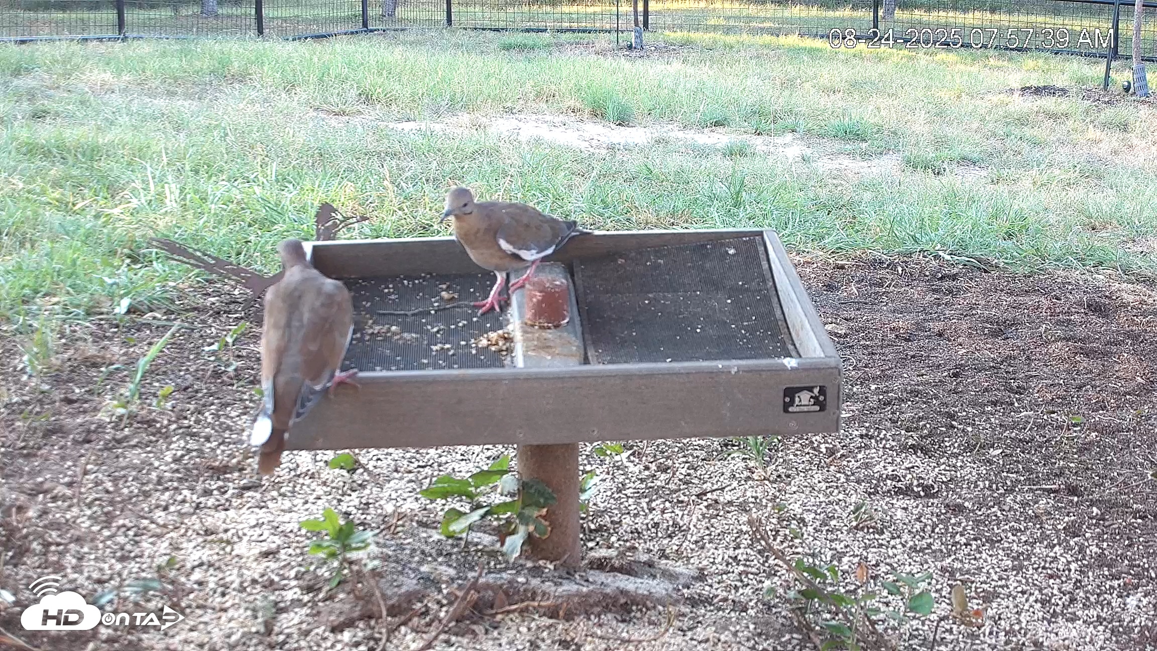 Snapshot of Texas Game & Ground Feeder Live Webcam taken Aug 24, 2025, 7:58am CDT
