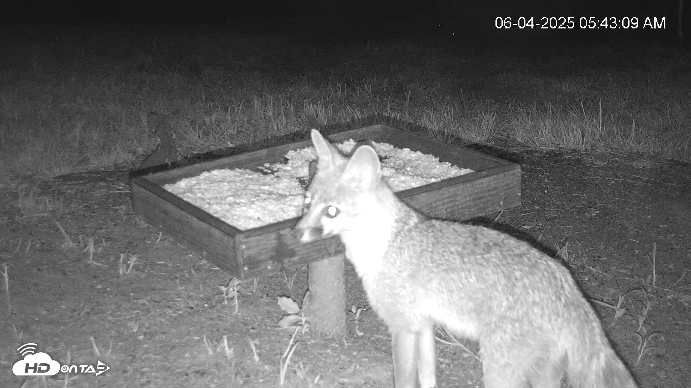Snapshot of Texas Game & Ground Feeder Live Webcam taken Jun 4, 2025, 5:46am CDT