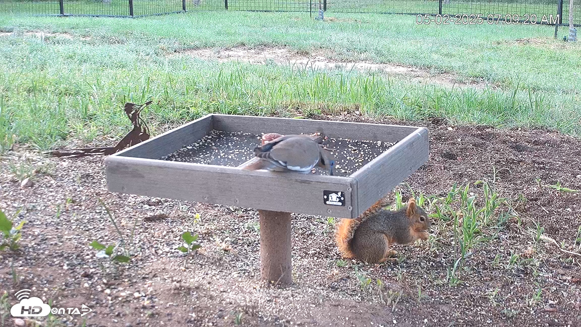 Snapshot of Texas Game & Ground Feeder Live Webcam taken May 2, 2025, 7:11am CDT