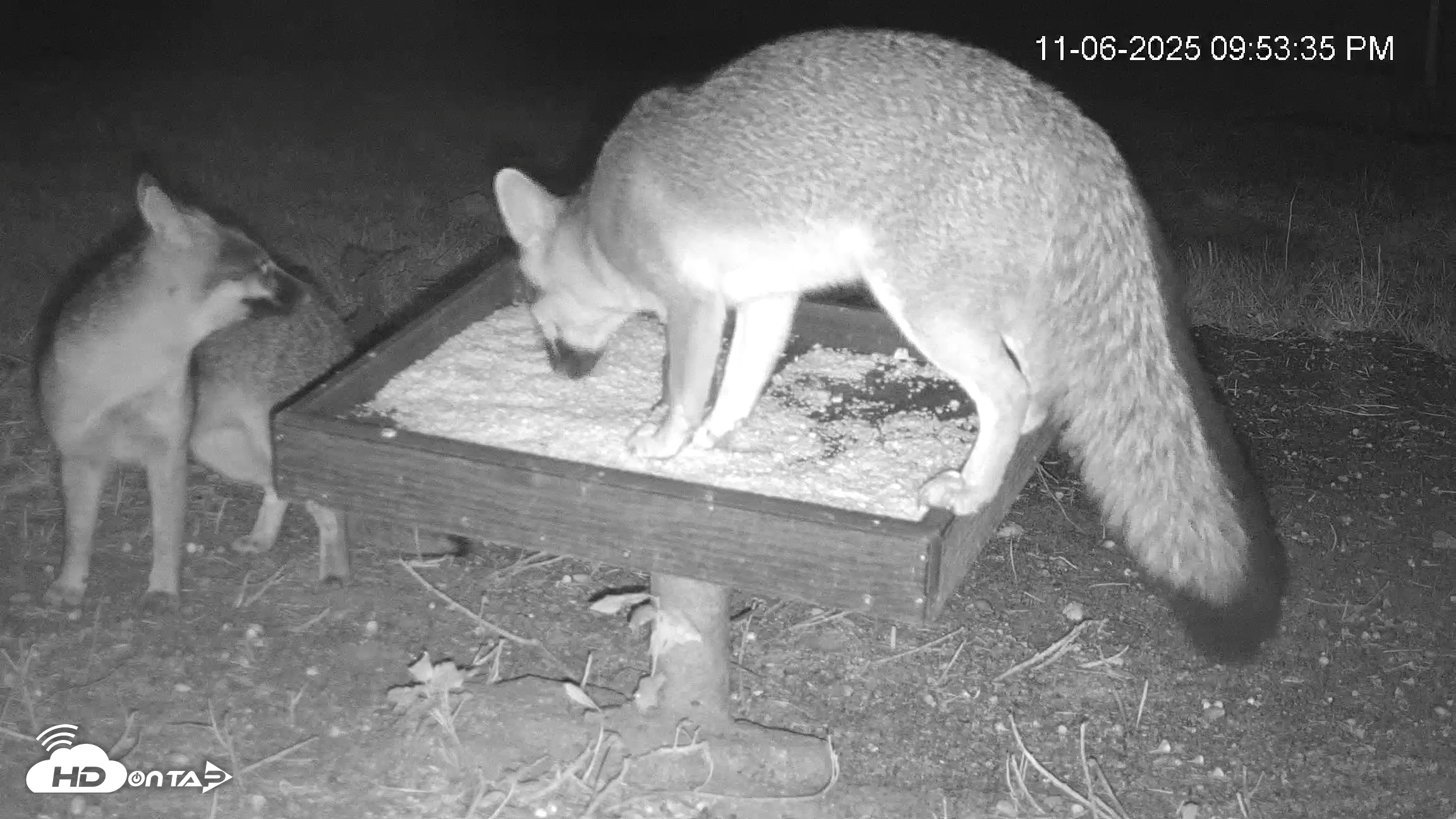 Snapshot of Texas Game & Ground Feeder Live Webcam taken Nov 6, 2025, 9:54pm CST