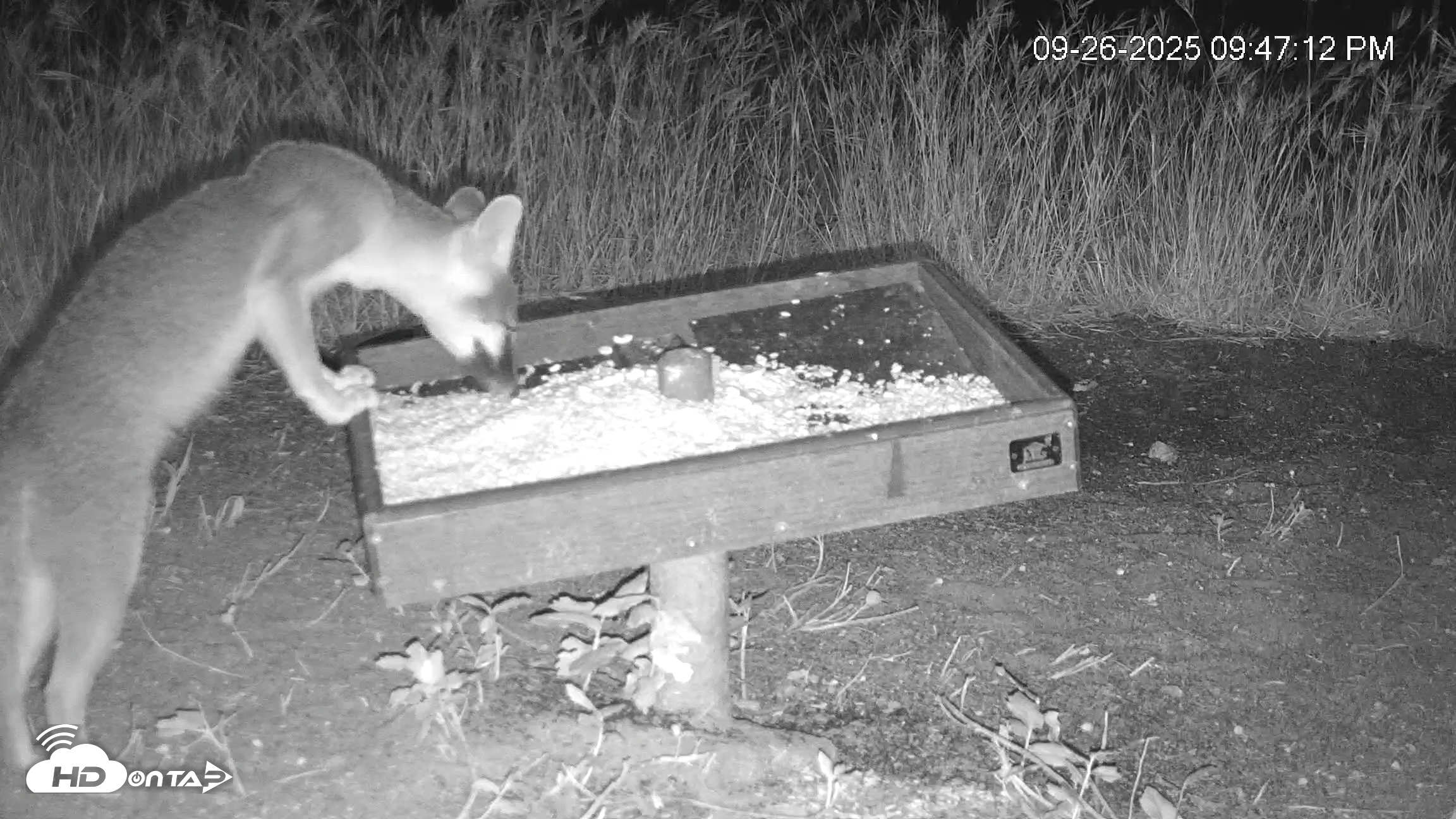 Snapshot of Texas Game & Ground Feeder Live Webcam taken Sep 26, 2025, 9:48pm CDT