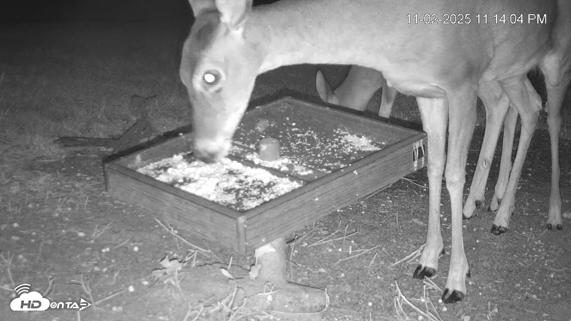 Snapshot of Texas Game & Ground Feeder Live Webcam taken Nov 2, 2025, 11:15pm CST