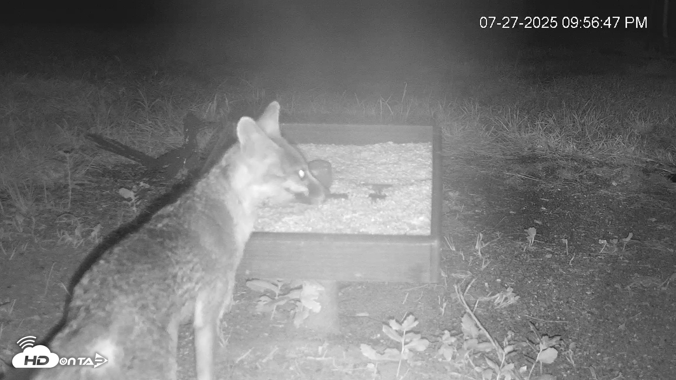 Snapshot of Texas Game & Ground Feeder Live Webcam taken Jul 27, 2025, 9:58pm CDT