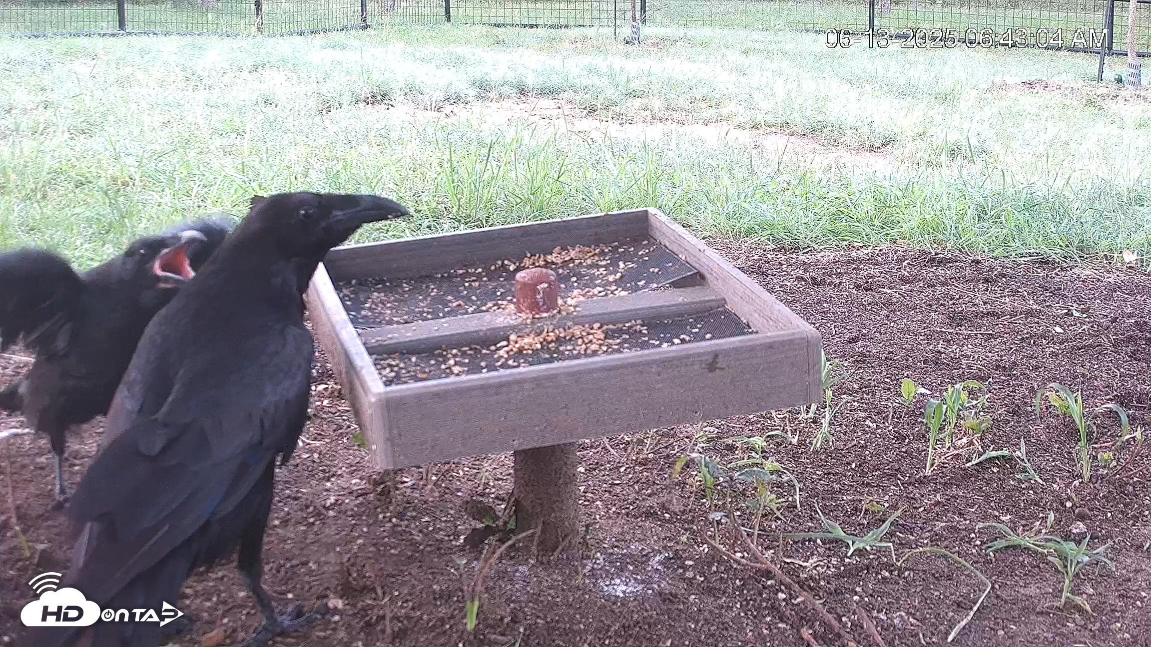 Snapshot of Texas Game & Ground Feeder Live Webcam taken Jun 13, 2025, 6:46am CDT