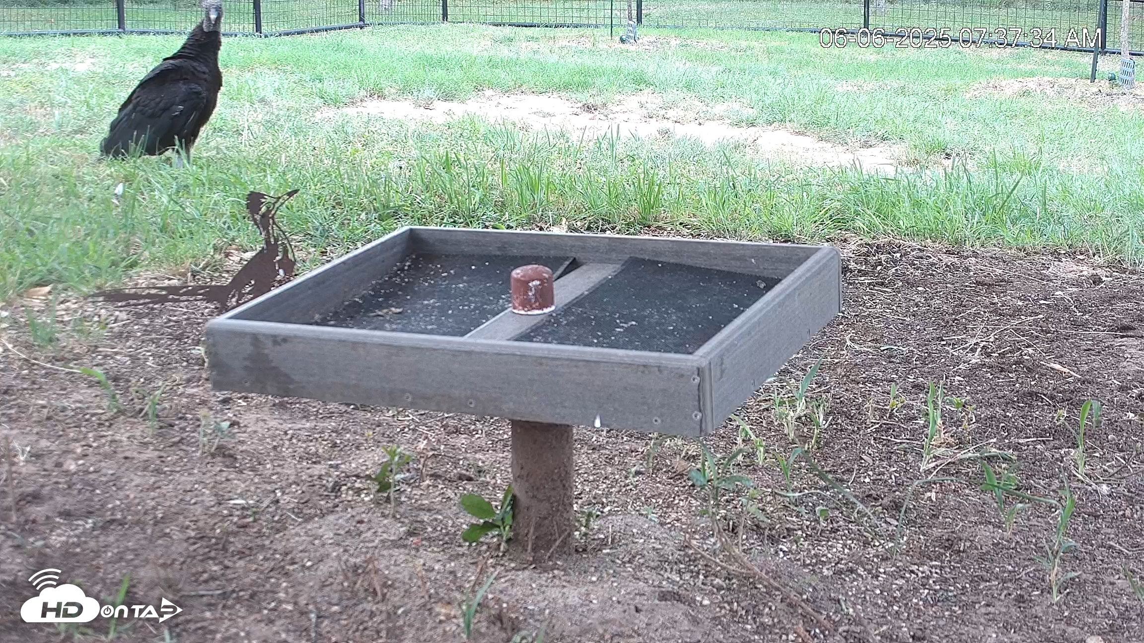 Snapshot of Texas Game & Ground Feeder Live Webcam taken Jun 6, 2025, 7:38am CDT