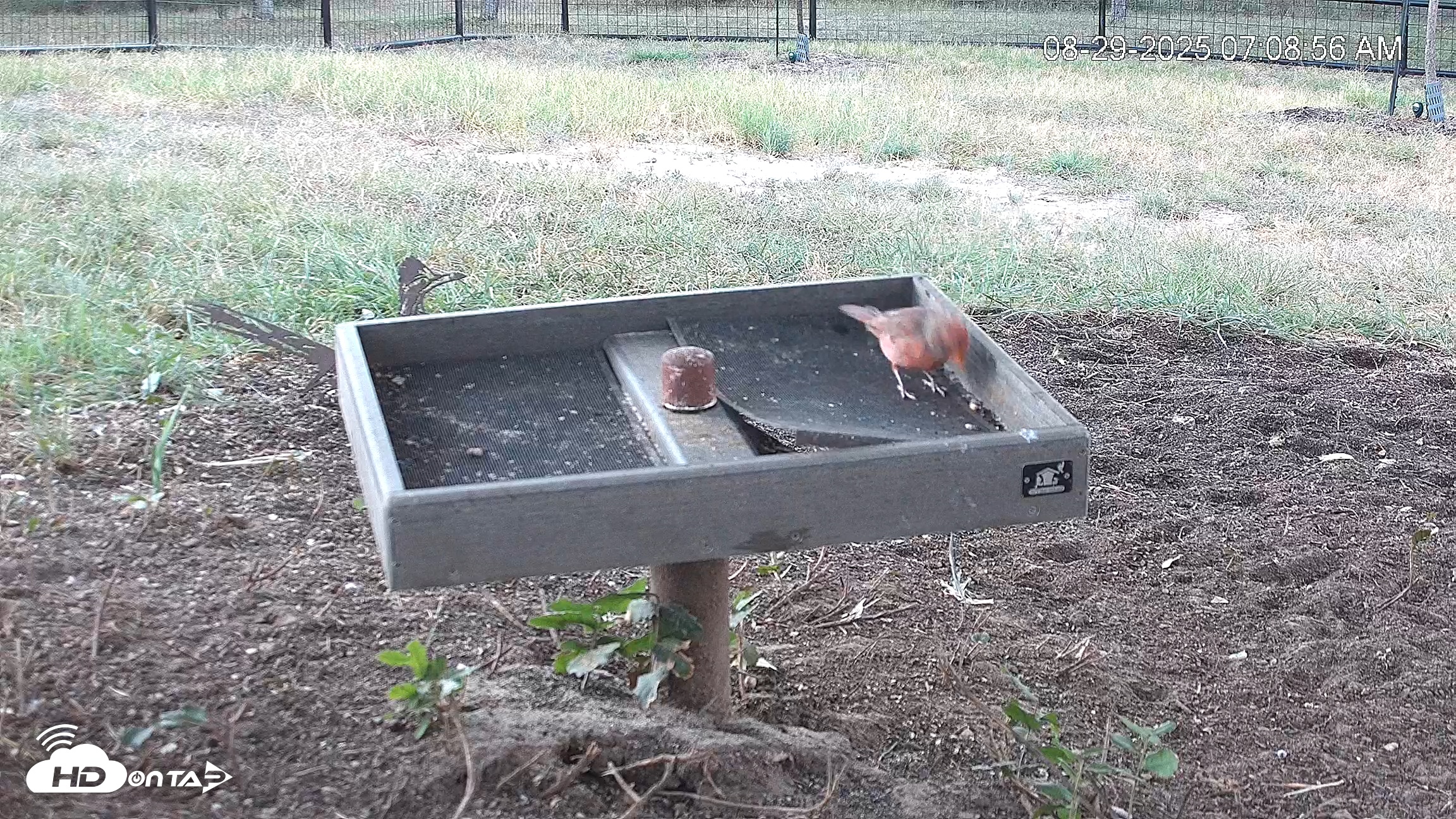Snapshot of Texas Game & Ground Feeder Live Webcam taken Aug 29, 2025, 7:10am CDT