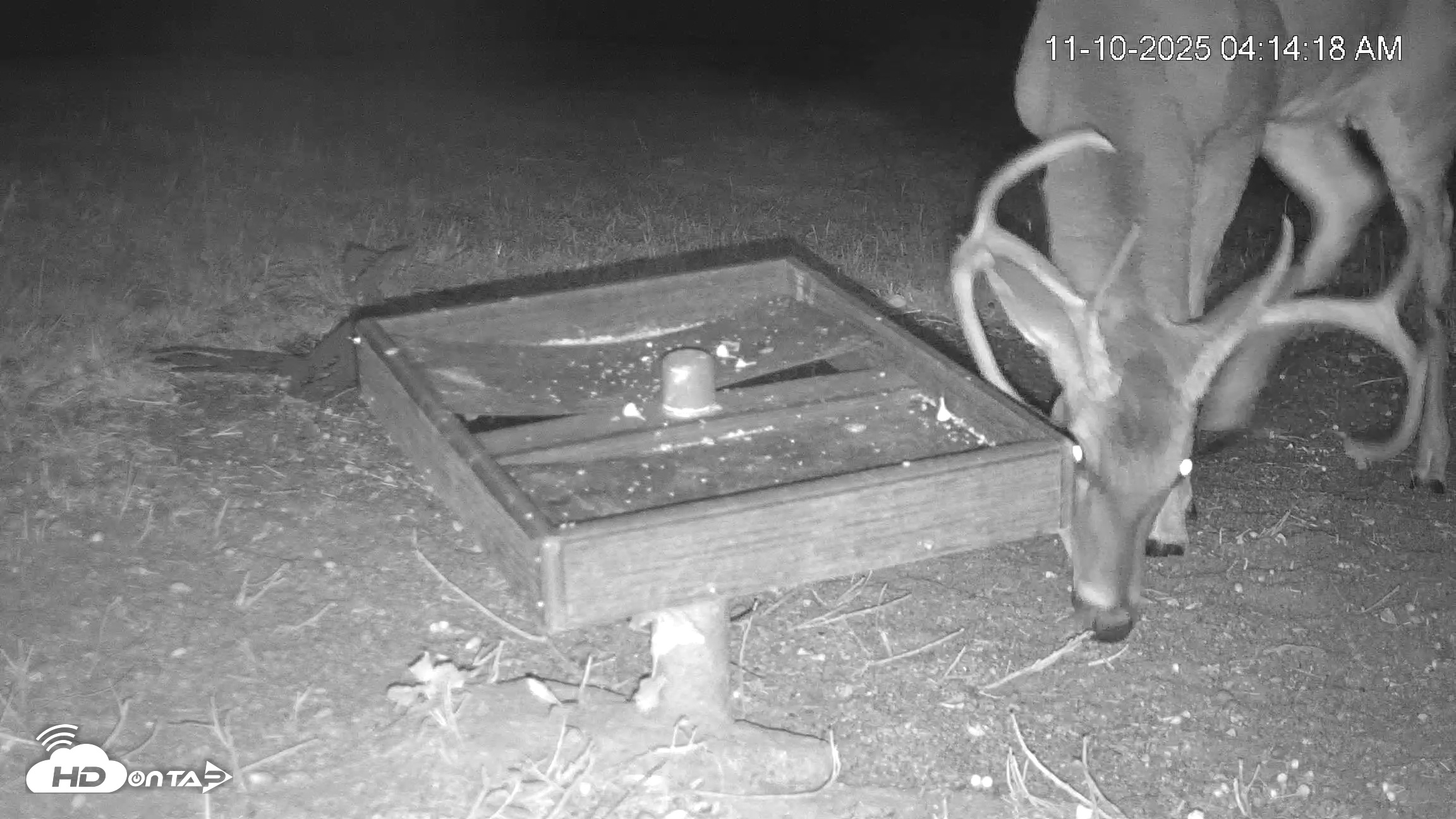 Snapshot of Texas Game & Ground Feeder Live Webcam taken Nov 10, 2025, 4:15am CST