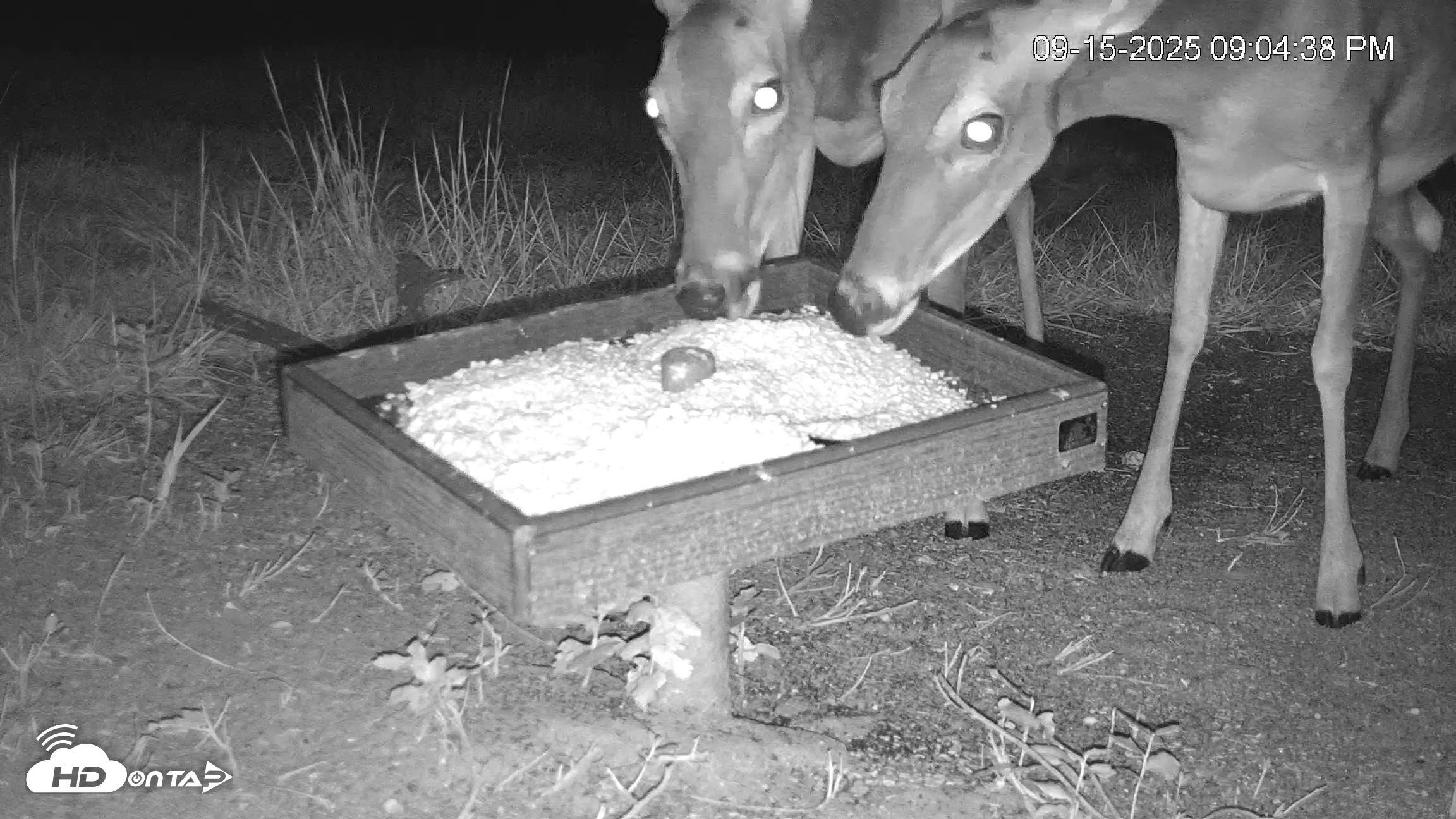Snapshot of Texas Game & Ground Feeder Live Webcam taken Sep 15, 2025, 9:06pm CDT