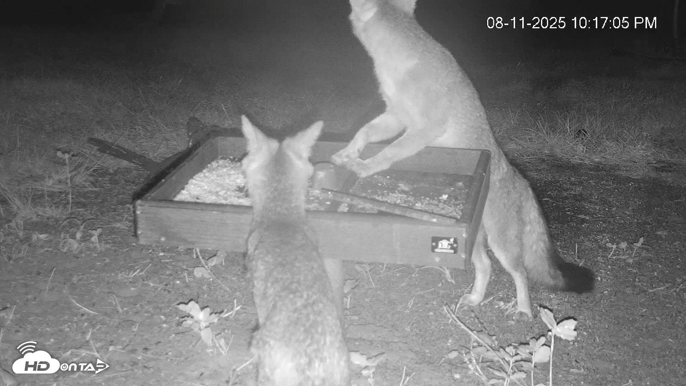 Snapshot of Texas Game & Ground Feeder Live Webcam taken Aug 11, 2025, 10:17pm CDT