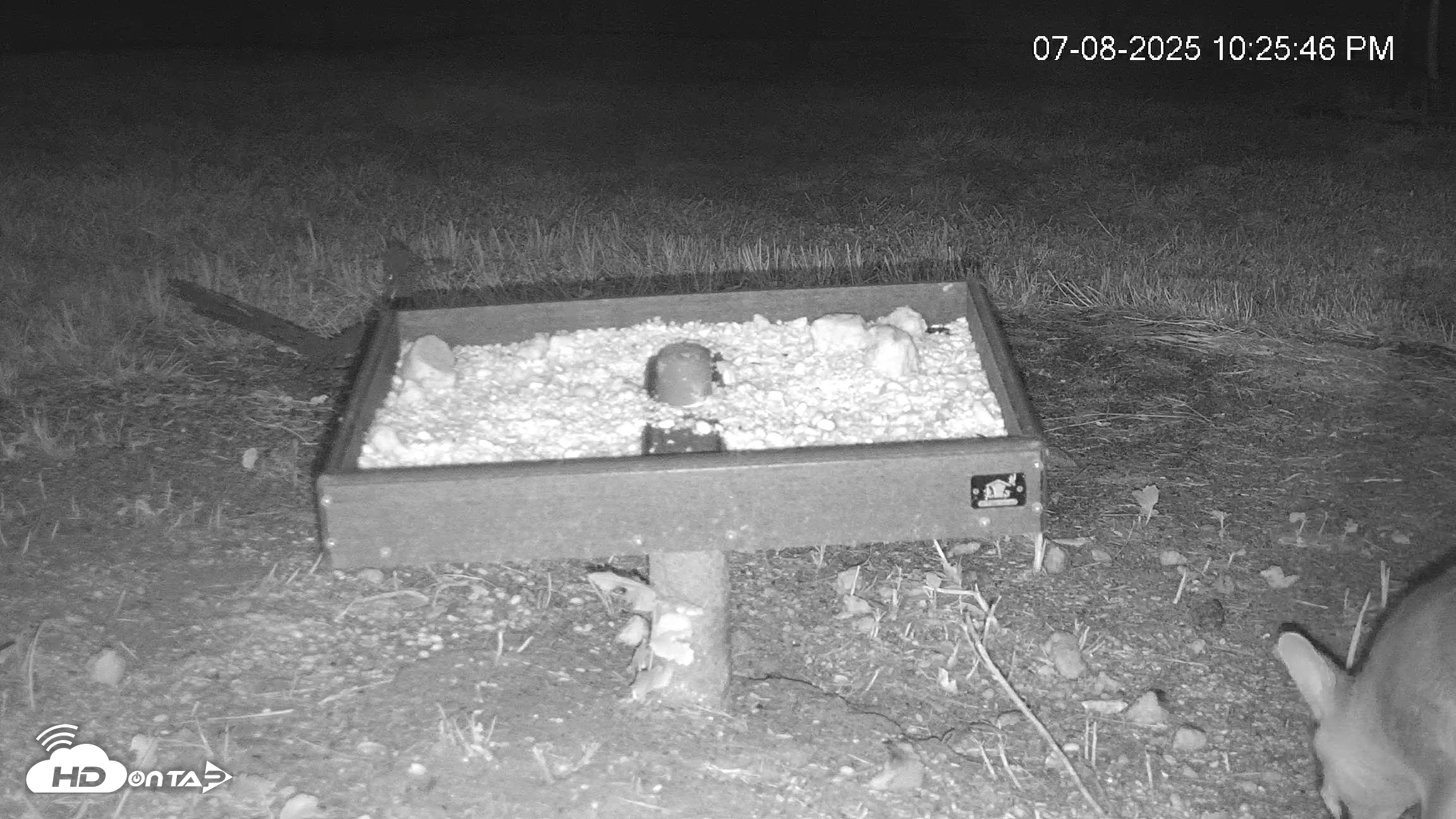 Snapshot of Texas Game & Ground Feeder Live Webcam taken Jul 8, 2025, 10:26pm CDT