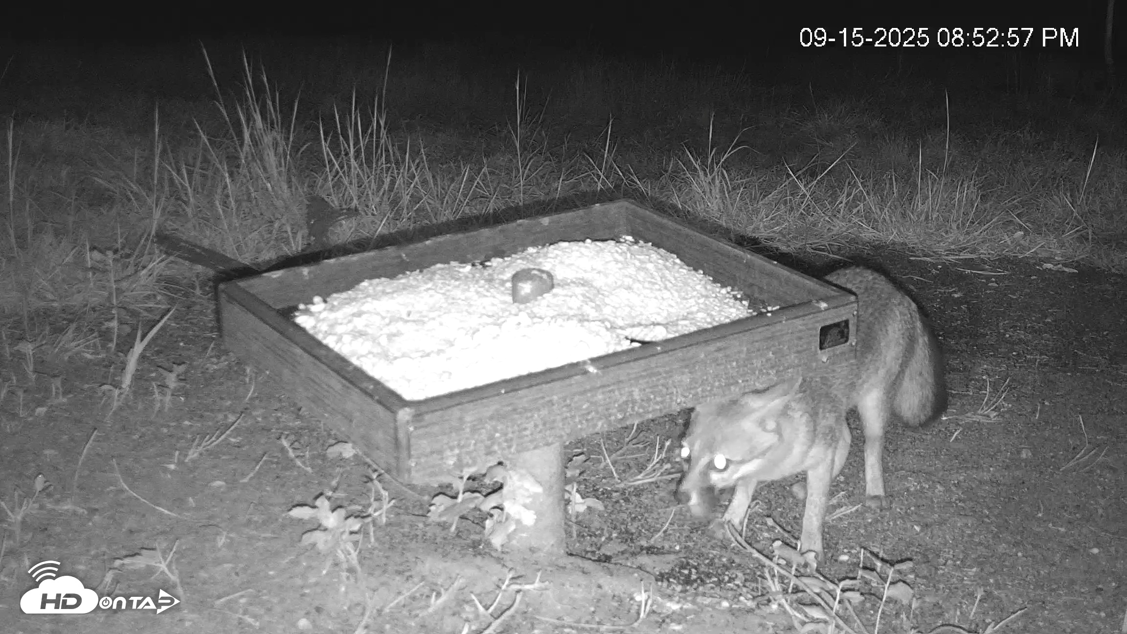 Snapshot of Texas Game & Ground Feeder Live Webcam taken Sep 15, 2025, 8:54pm CDT