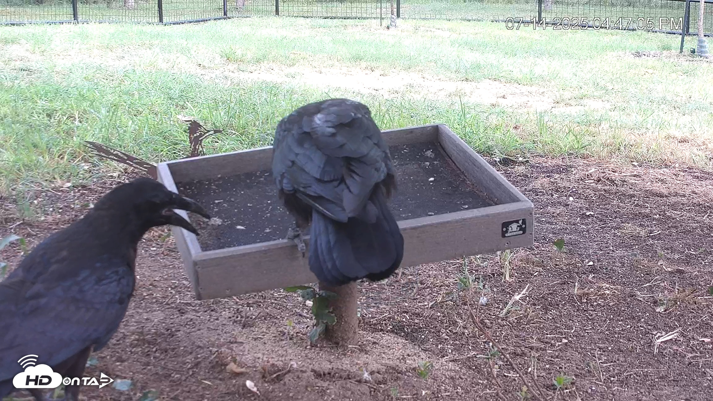 Snapshot of Texas Game & Ground Feeder Live Webcam taken Jul 14, 2025, 4:48pm CDT