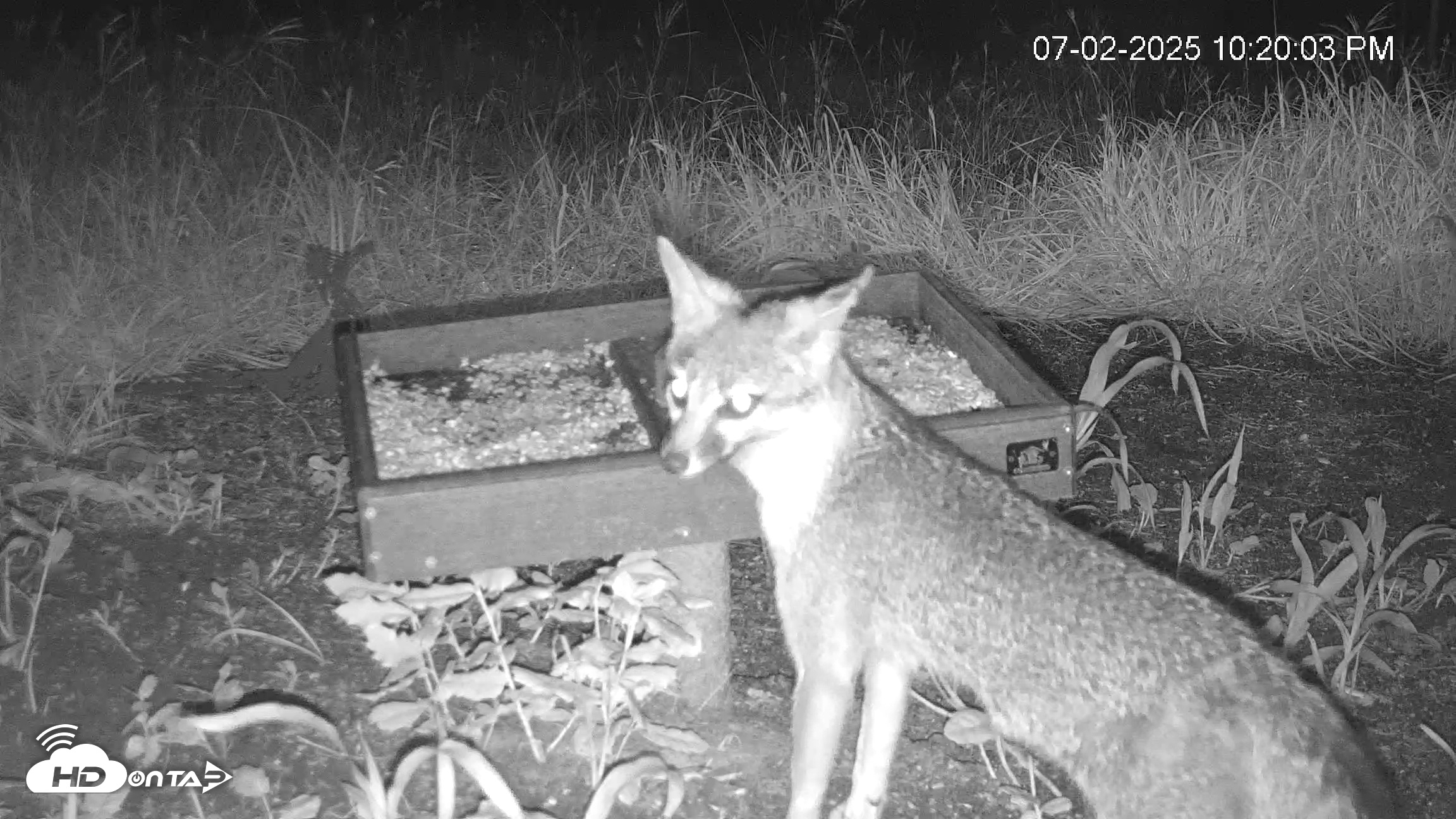 Snapshot of Texas Game & Ground Feeder Live Webcam taken Jul 2, 2025, 10:23pm CDT