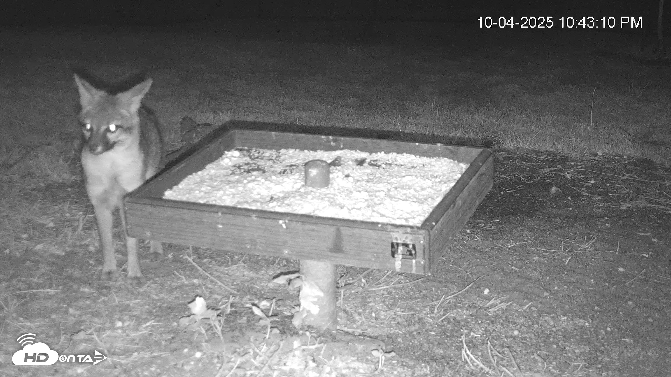 Snapshot of Texas Game & Ground Feeder Live Webcam taken Oct 4, 2025, 10:44pm CDT