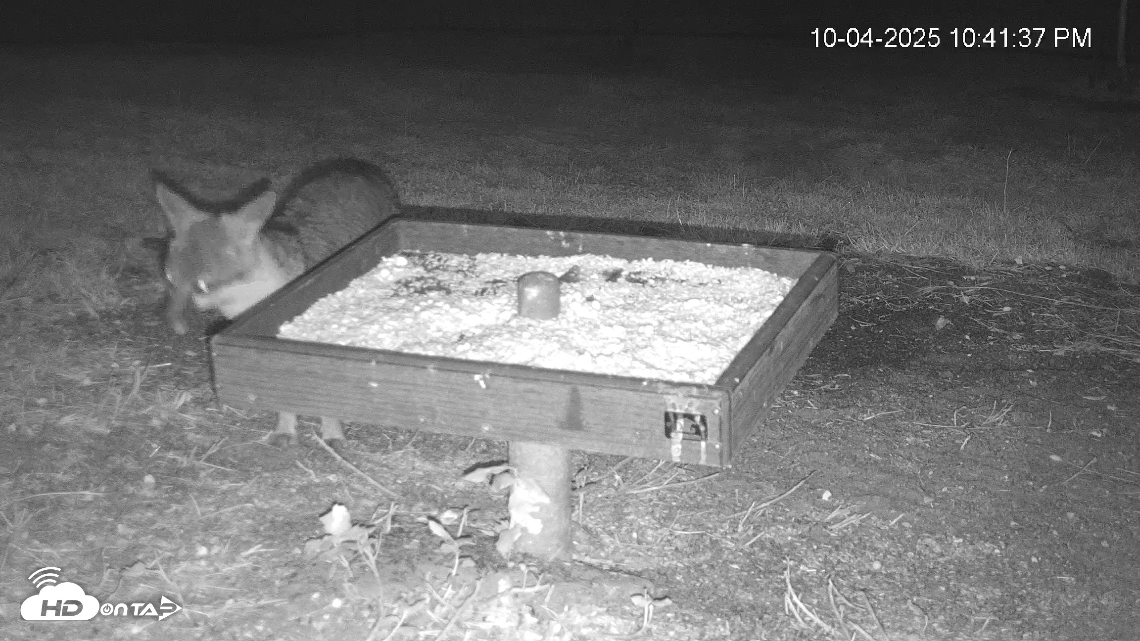 Snapshot of Texas Game & Ground Feeder Live Webcam taken Oct 4, 2025, 10:42pm CDT