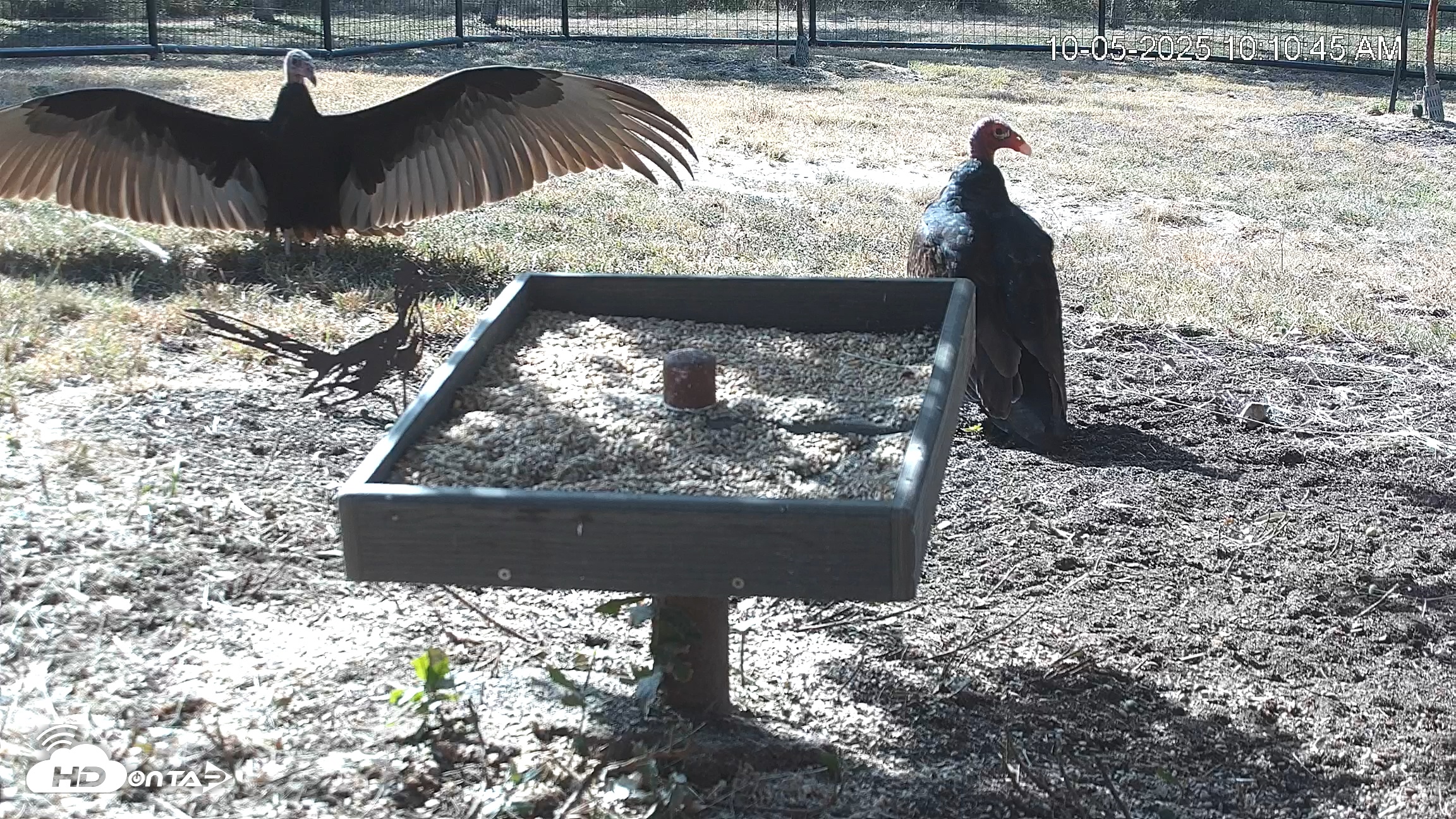 Snapshot of Texas Game & Ground Feeder Live Webcam taken Oct 5, 2025, 10:12am CDT