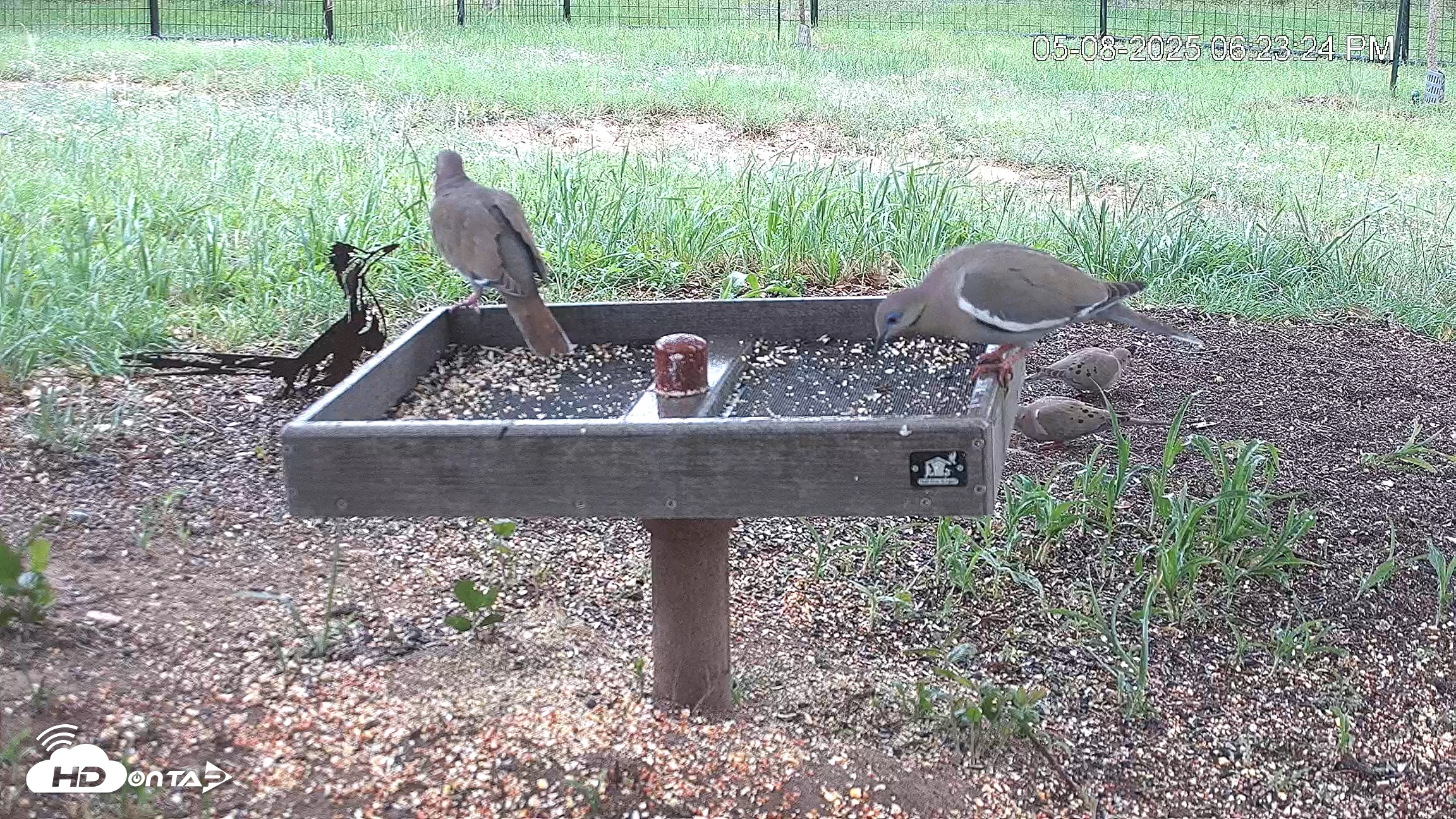 Snapshot of Texas Game & Ground Feeder Live Webcam taken May 8, 2025, 6:23pm CDT