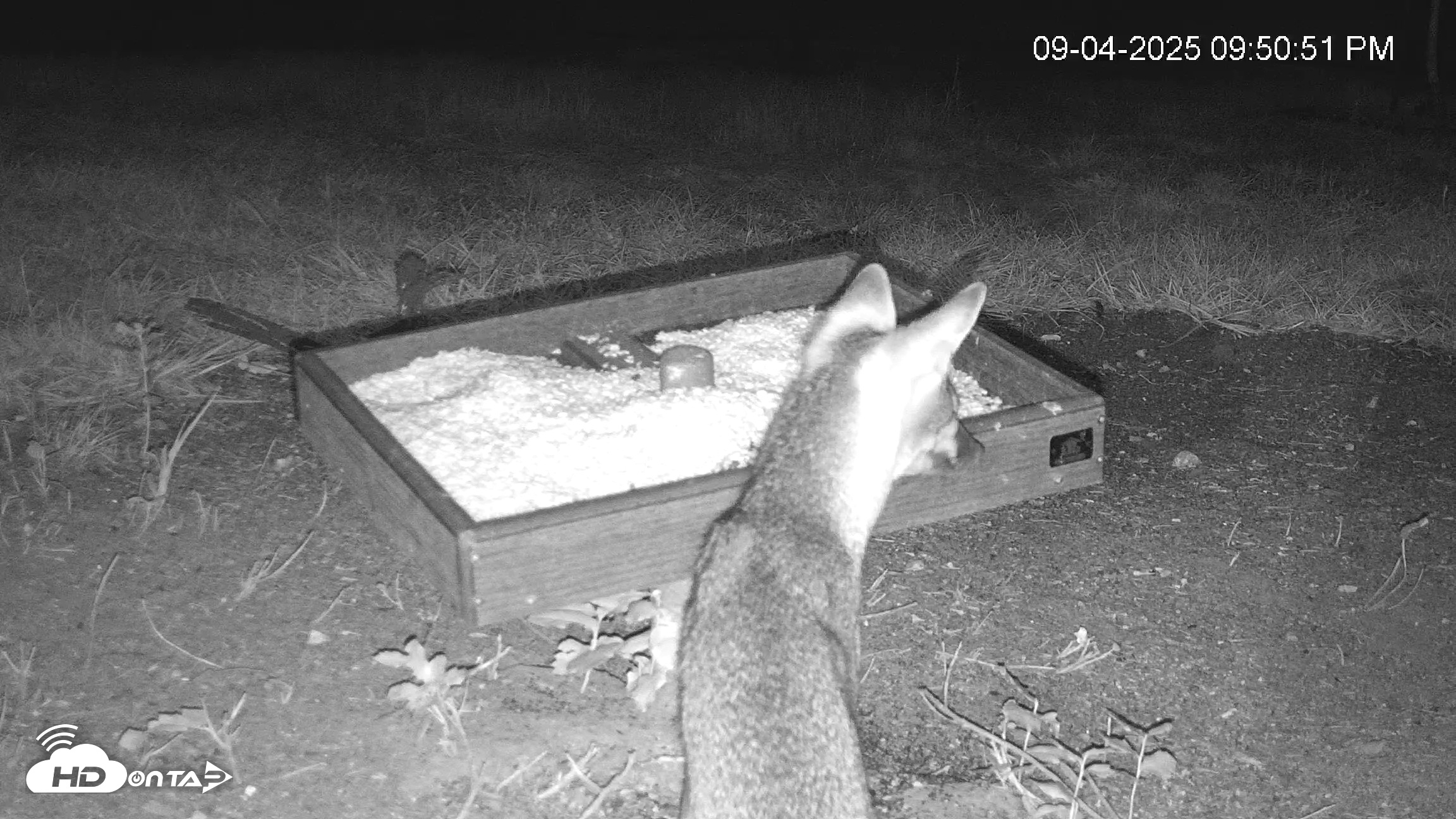 Snapshot of Texas Game & Ground Feeder Live Webcam taken Sep 4, 2025, 9:52pm CDT