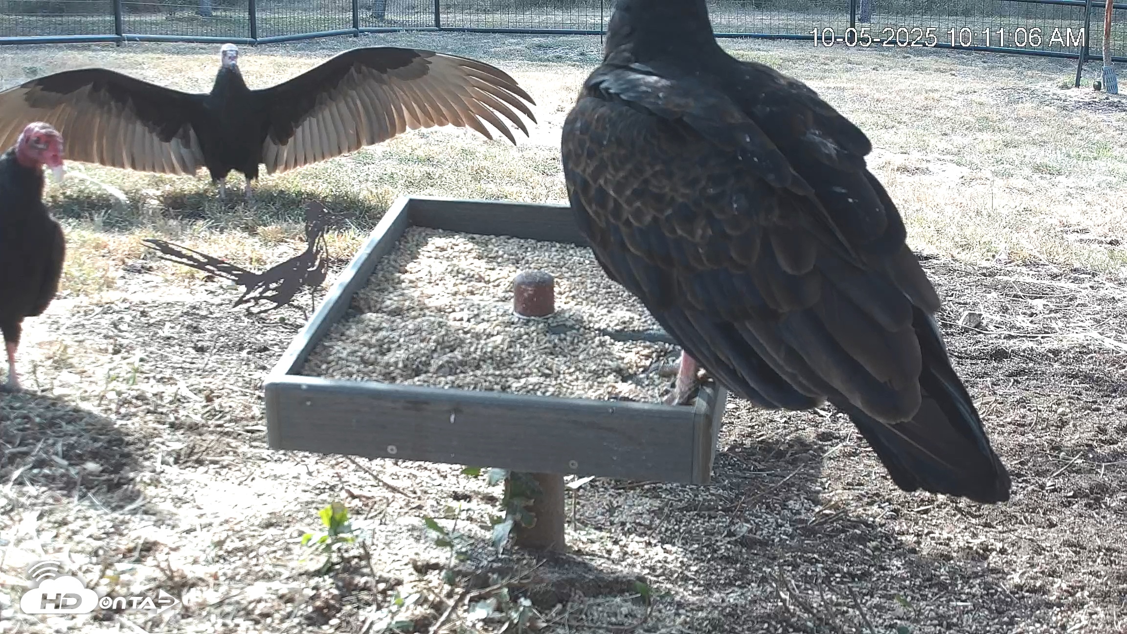 Snapshot of Texas Game & Ground Feeder Live Webcam taken Oct 5, 2025, 10:12am CDT