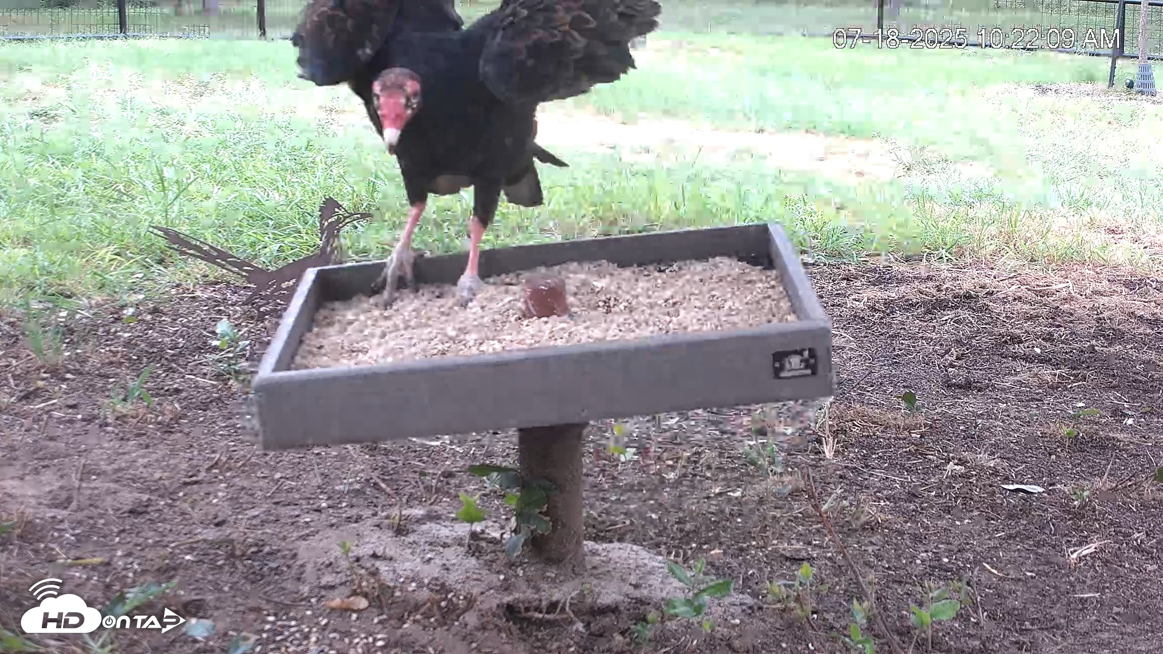Snapshot of Texas Game & Ground Feeder Live Webcam taken Jul 18, 2025, 10:23am CDT