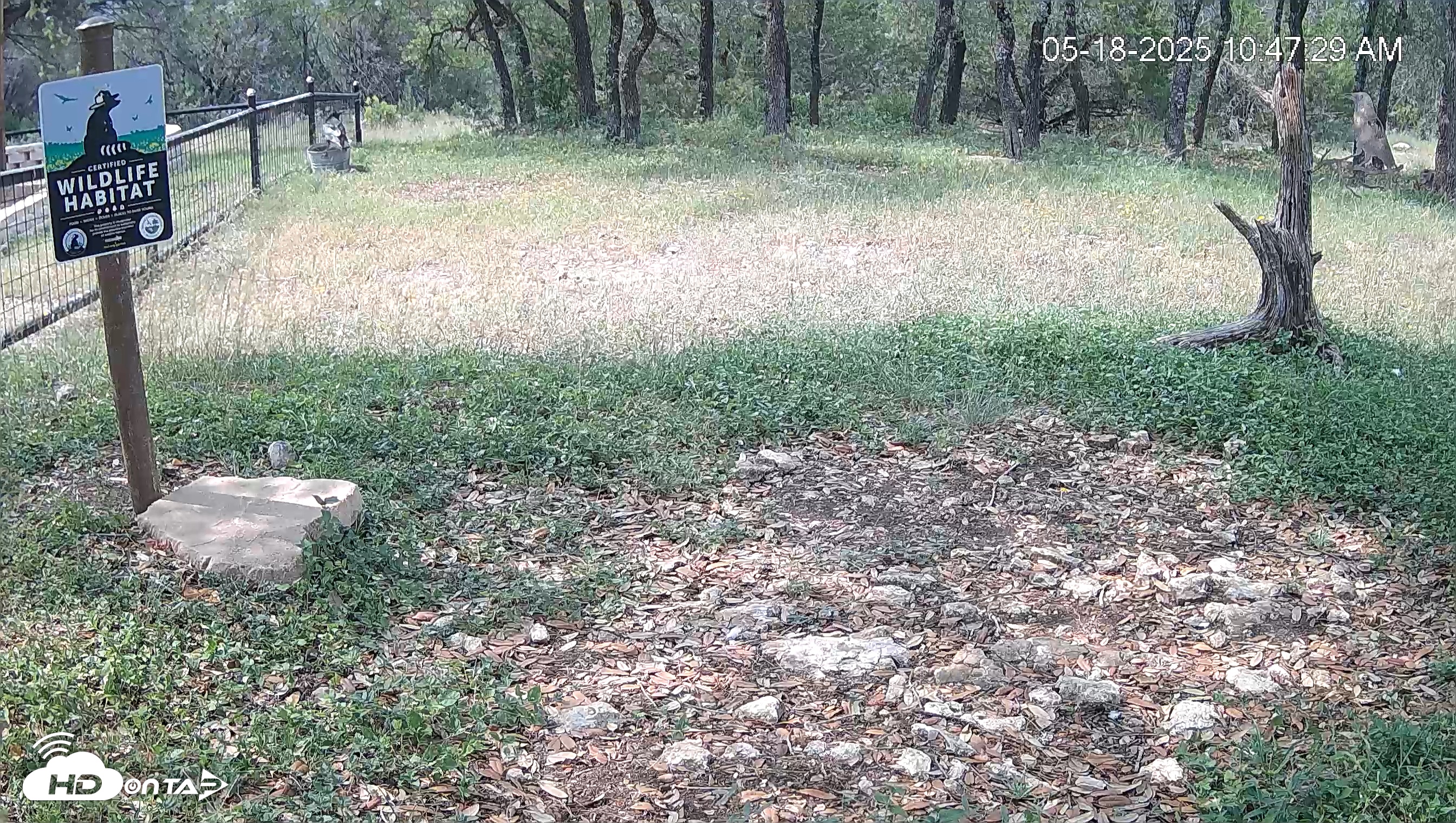 Snapshot of Texas Game & Ground Feeder Live Webcam taken May 18, 2025, 10:48am CDT