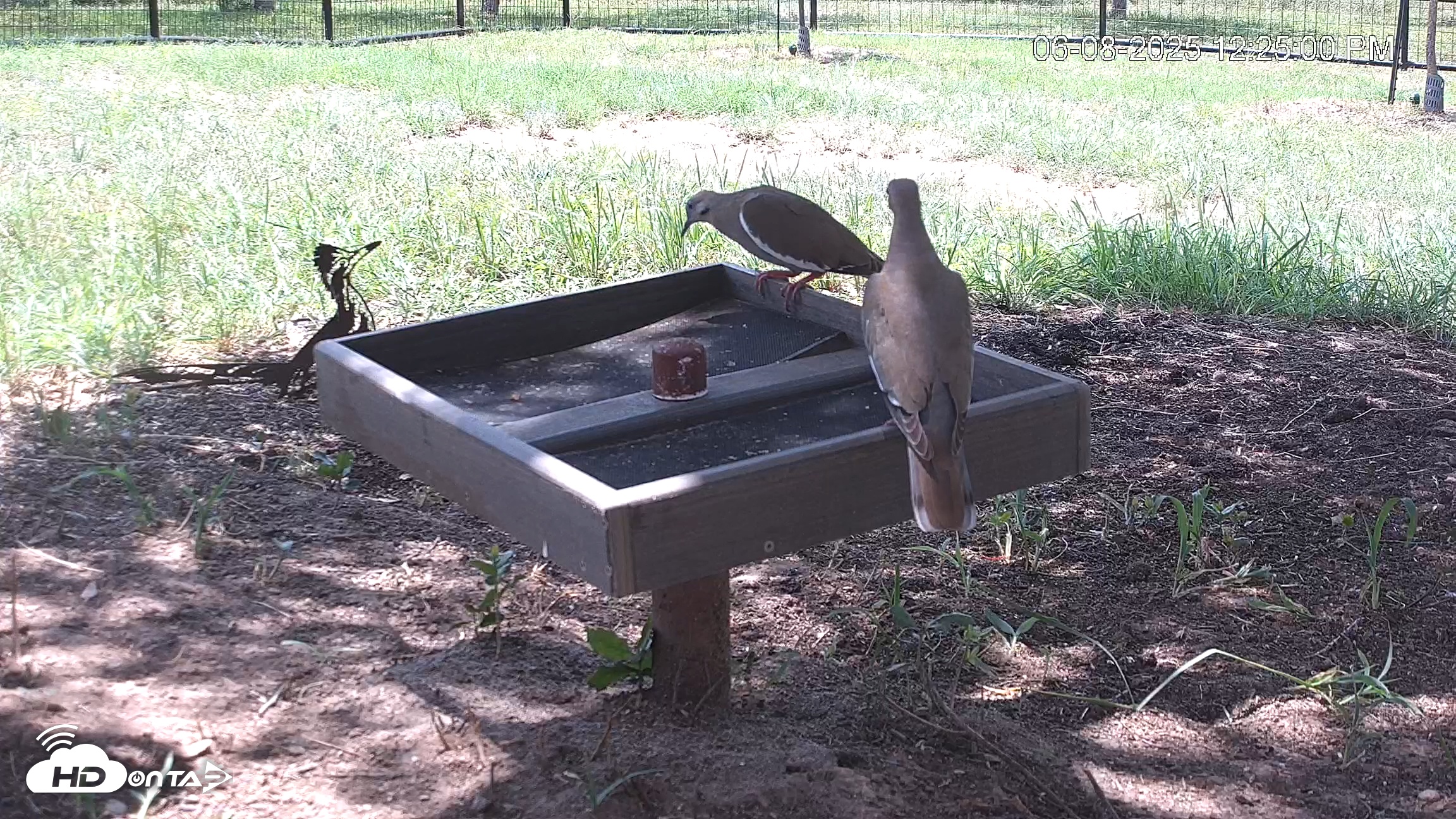 Snapshot of Texas Game & Ground Feeder Live Webcam taken Jun 8, 2025, 12:25pm CDT